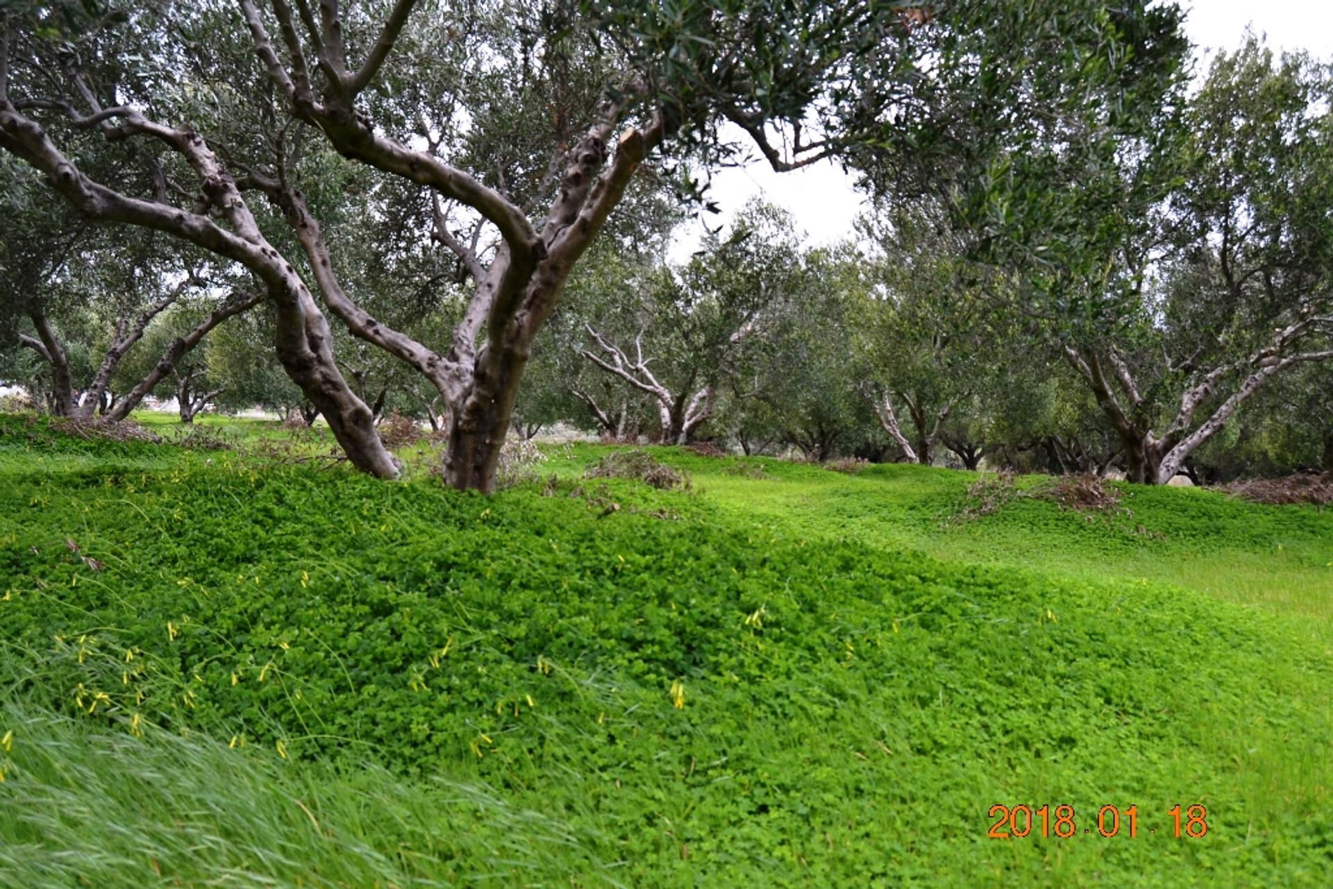 Terre dans Épano Vatheia, Kriti 10802917