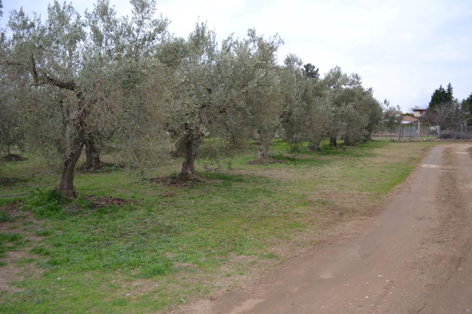 Tierra en gerakini, Kentriki Macedonia 10802944