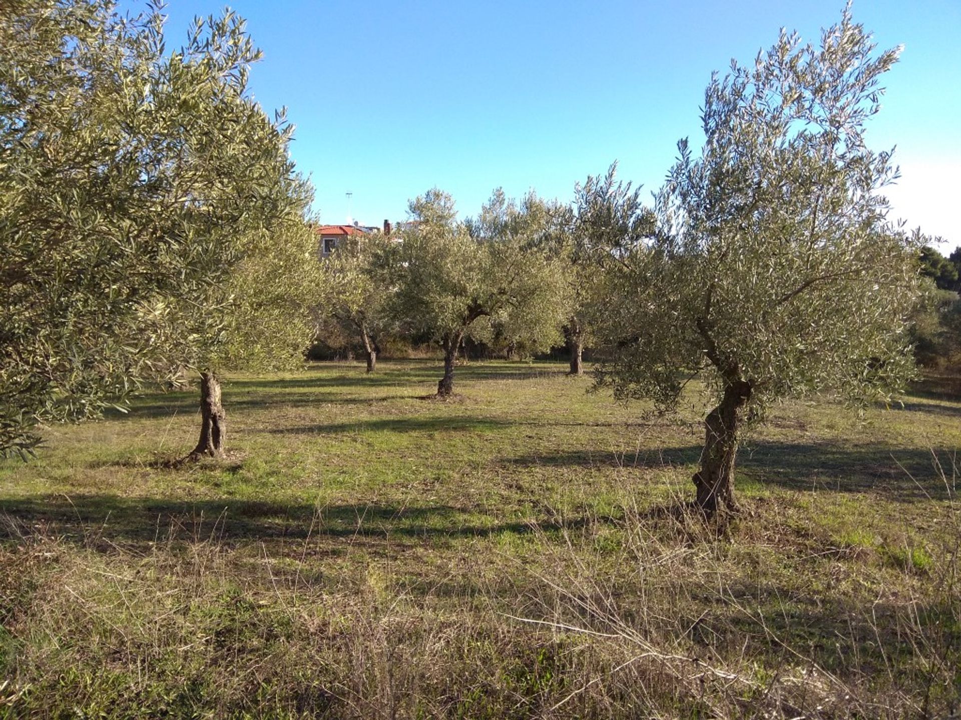 Terre dans Agios Nikolaos,  10802996