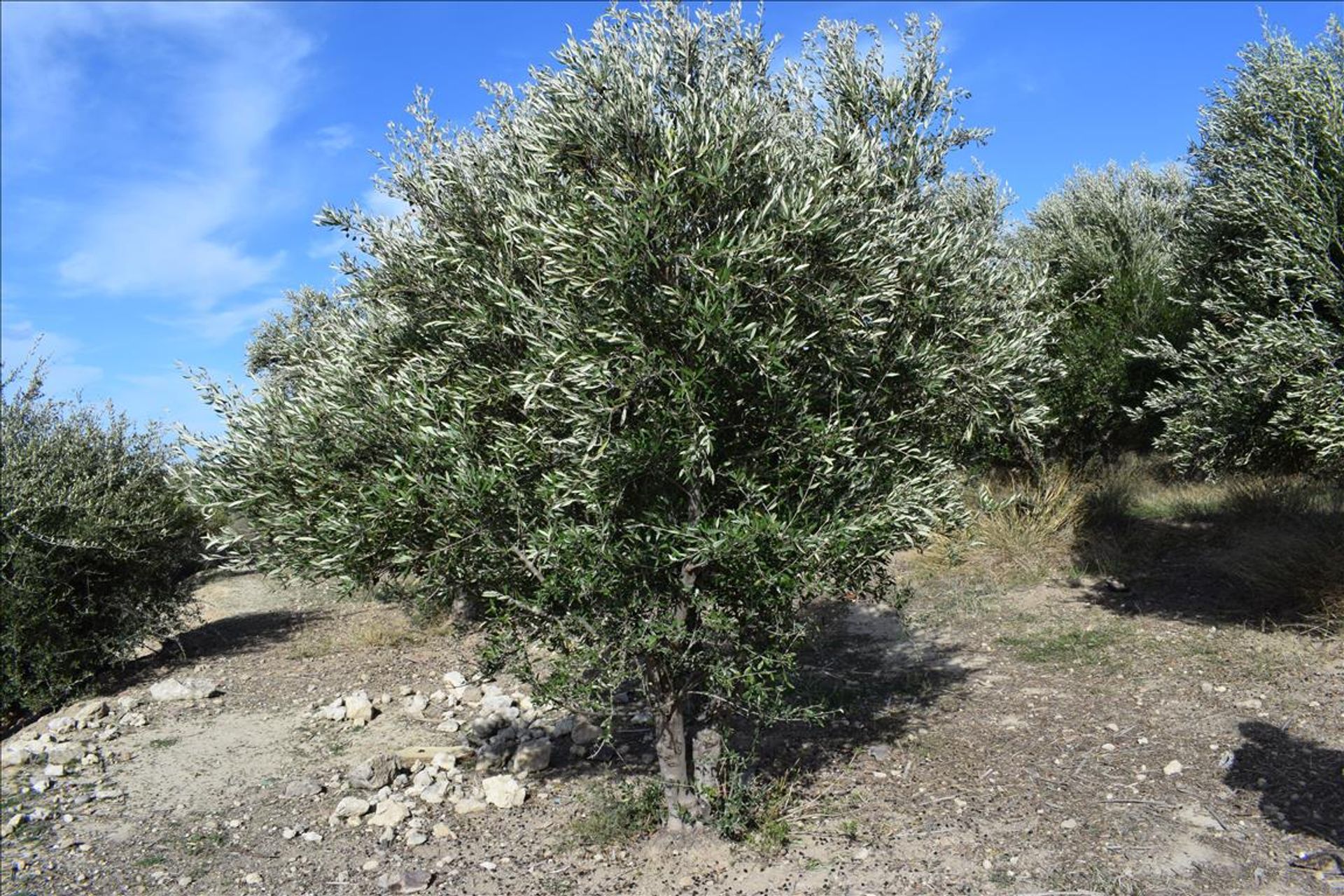 Terre dans Chamalevri, Kriti 10803072