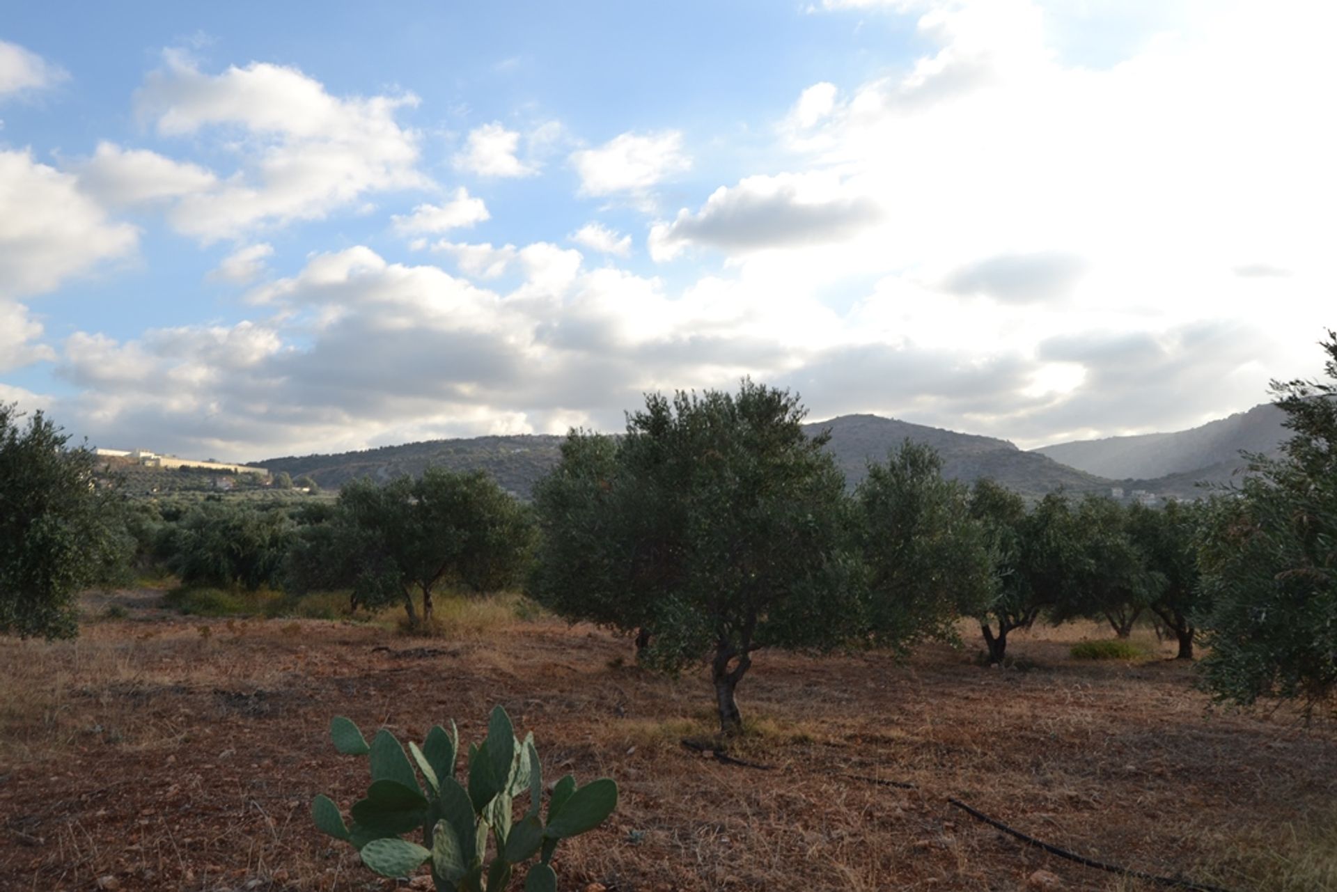 Terra no Chersonisos, Criti 10803286