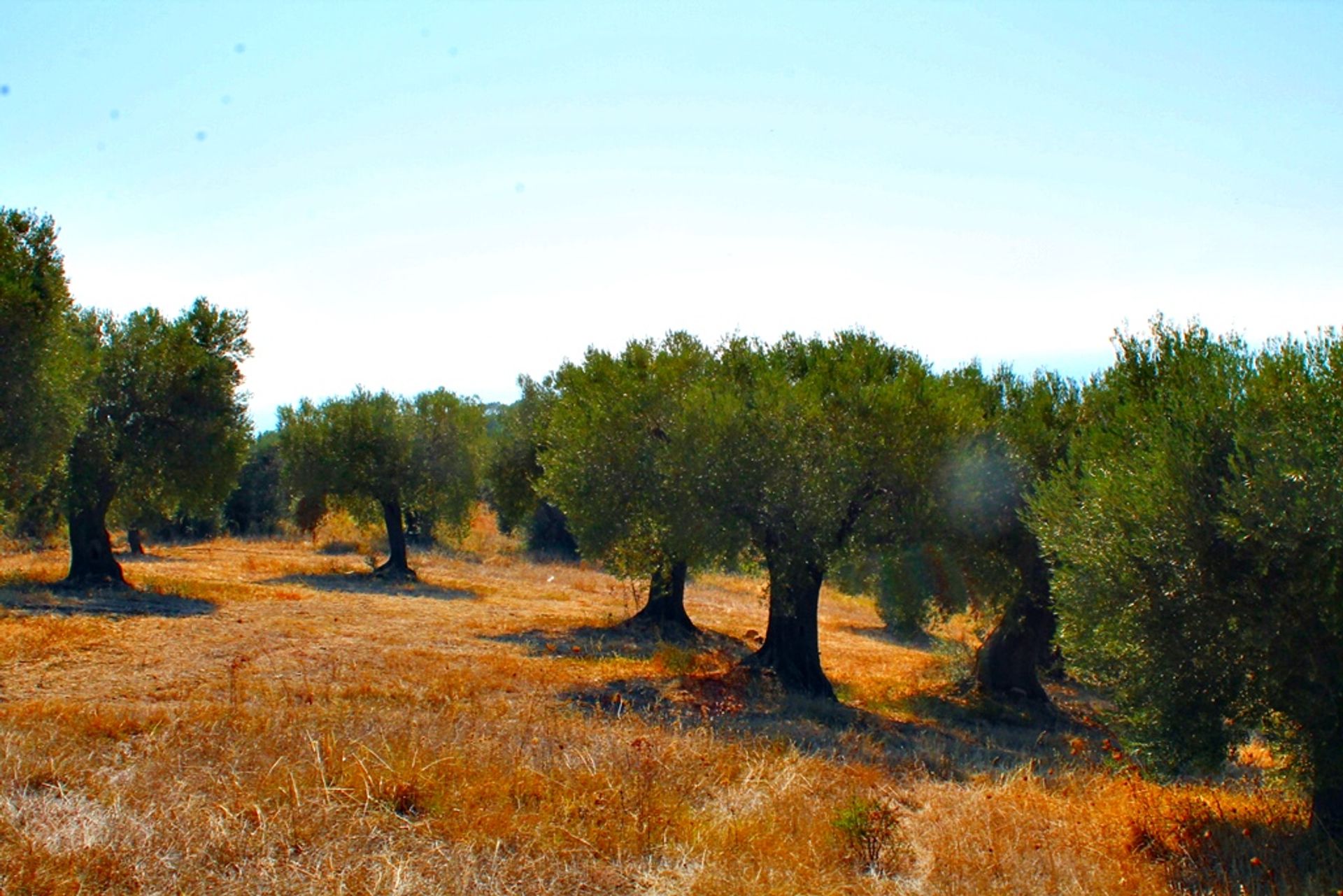 Tierra en Neos Marmaras, Kentriki Macedonia 10803349