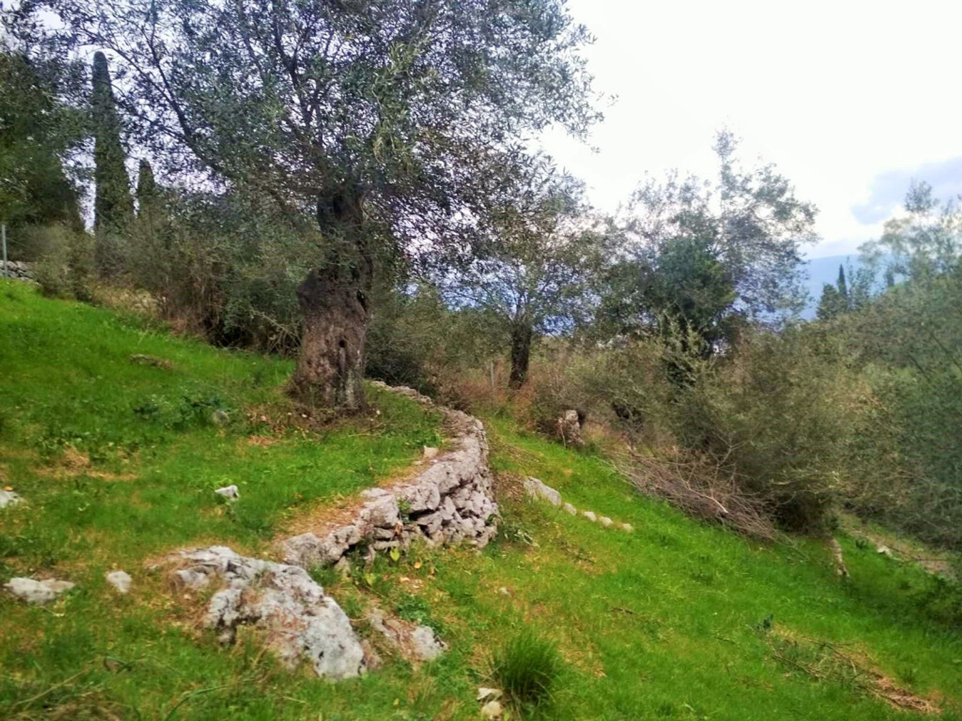 Land im Kassiopi, Ionia Nisia 10803553