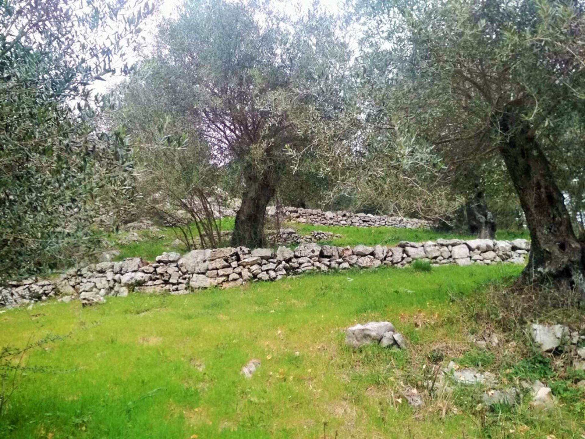 Land im Kassiopi, Ionia Nisia 10803553