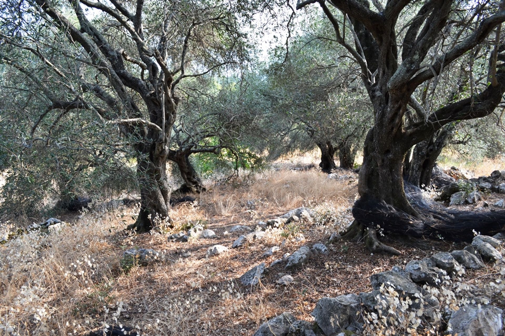 Terre dans Kassiopi, Ionia Nisia 10803628