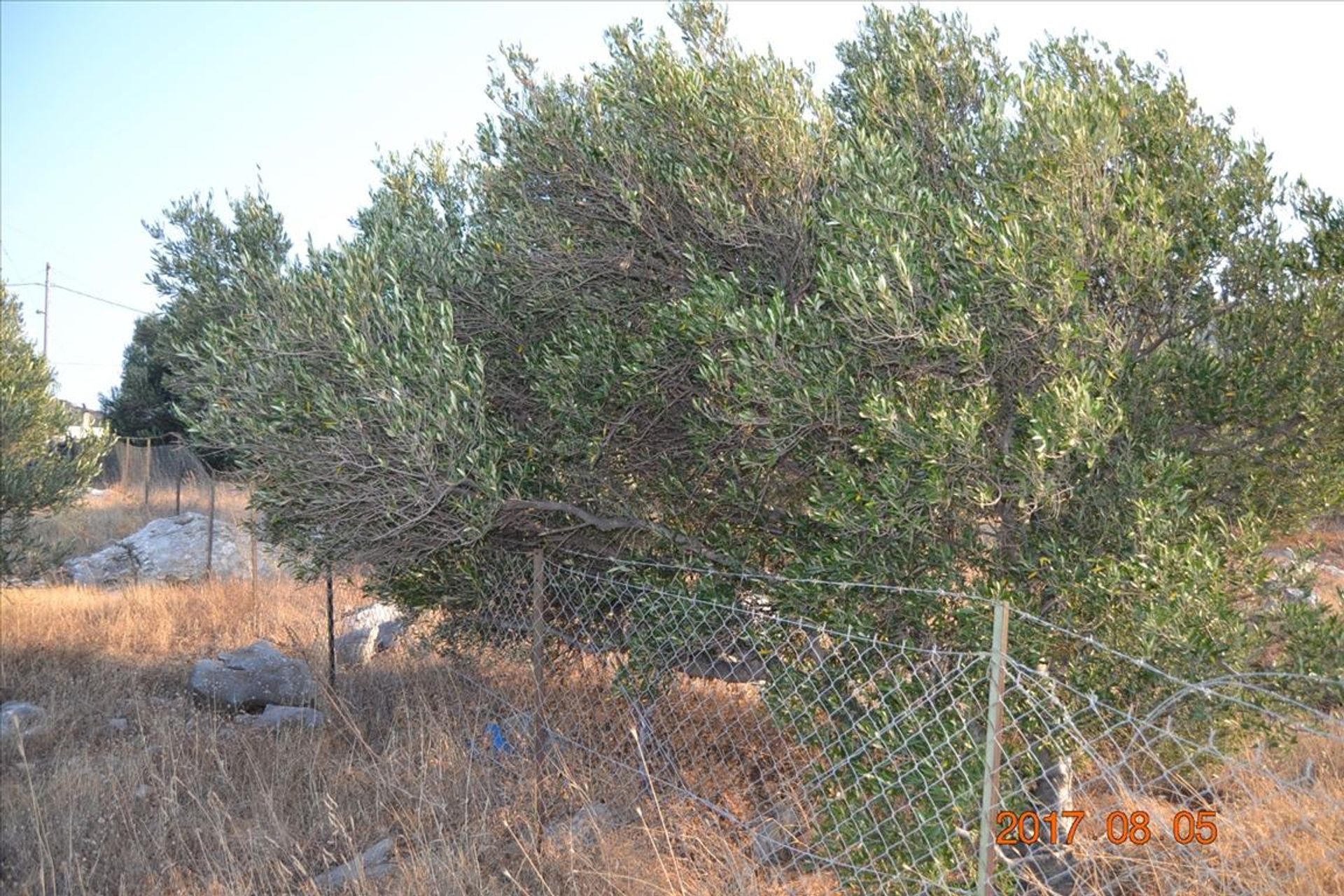 ארץ ב אטסיפרגה, קריטי 10803740