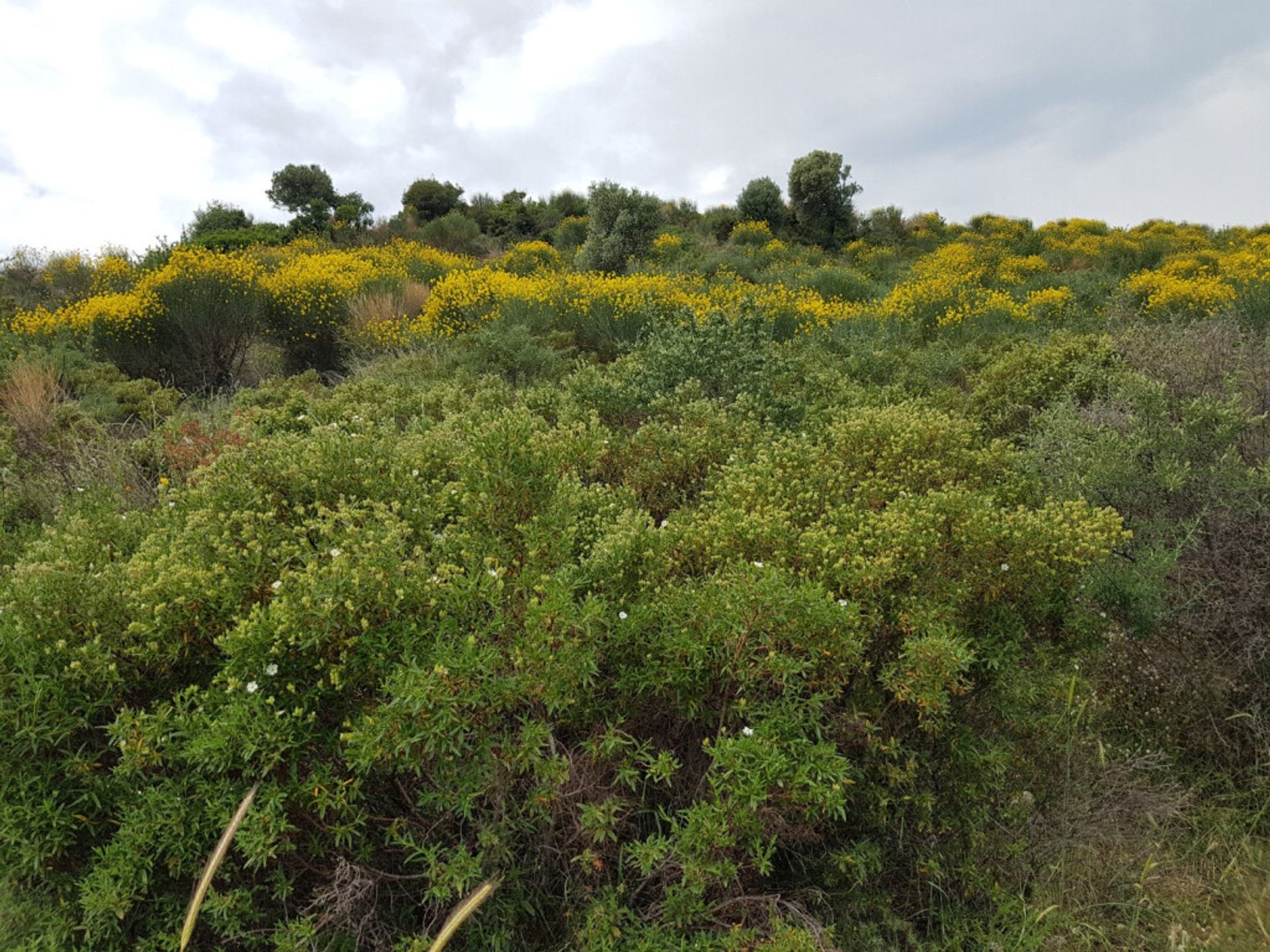 Tierra en Νικήτη,  10804292