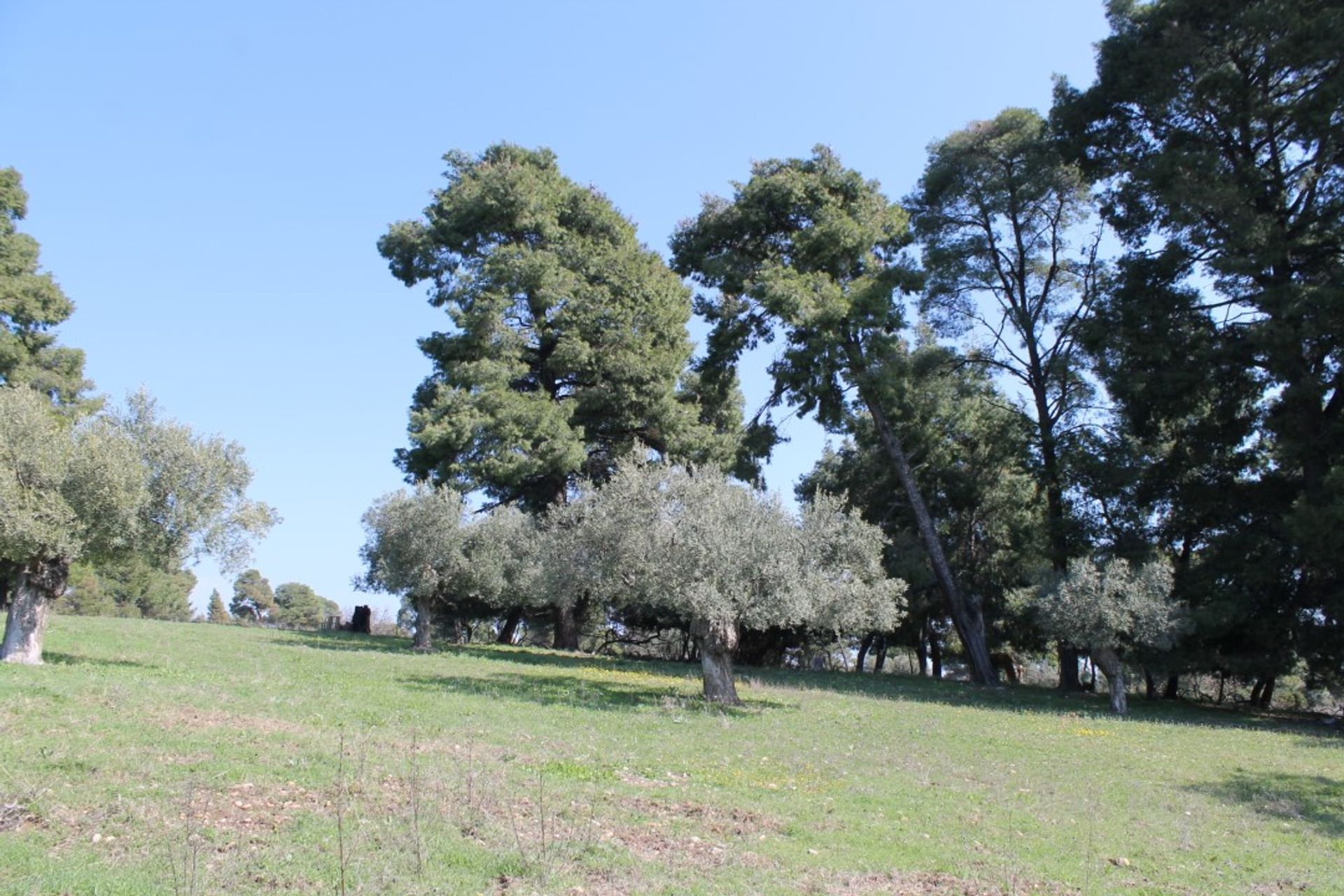 ארץ ב קסנדריה, קנטריקי מקדוניה 10804582