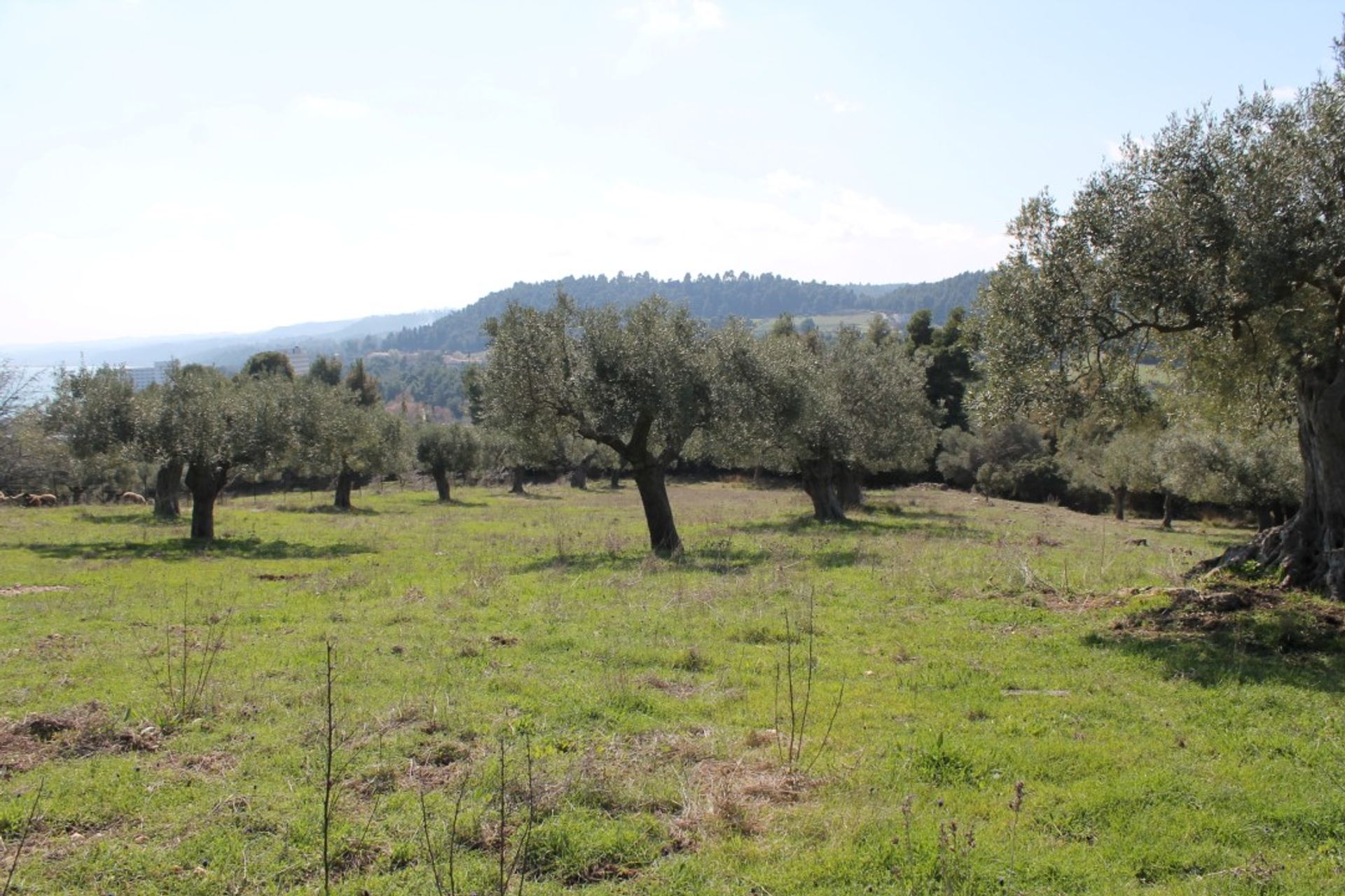 Land im Kassandreia, Kentriki Makedonia 10804582