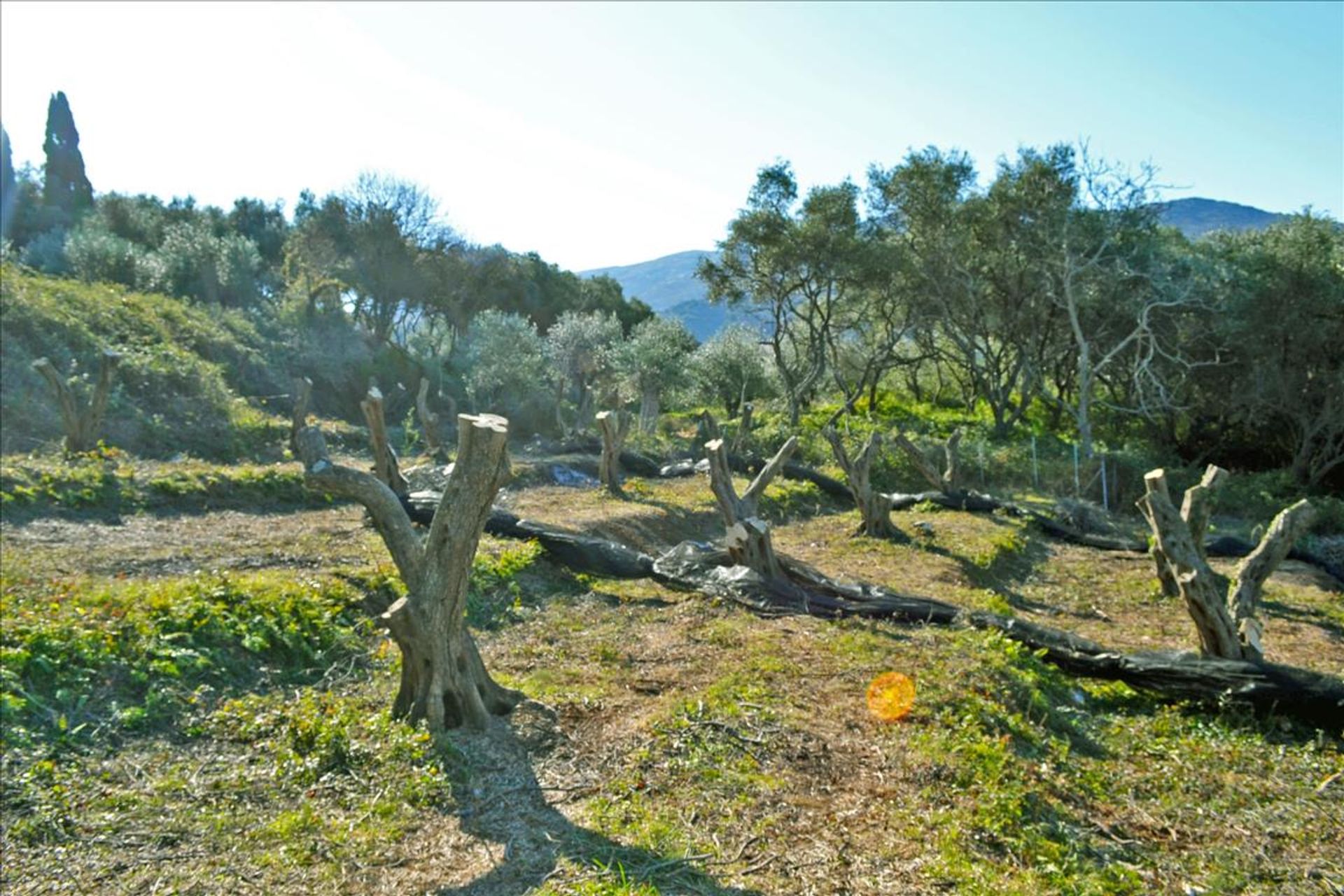 الأرض في Kassiopi,  10804843