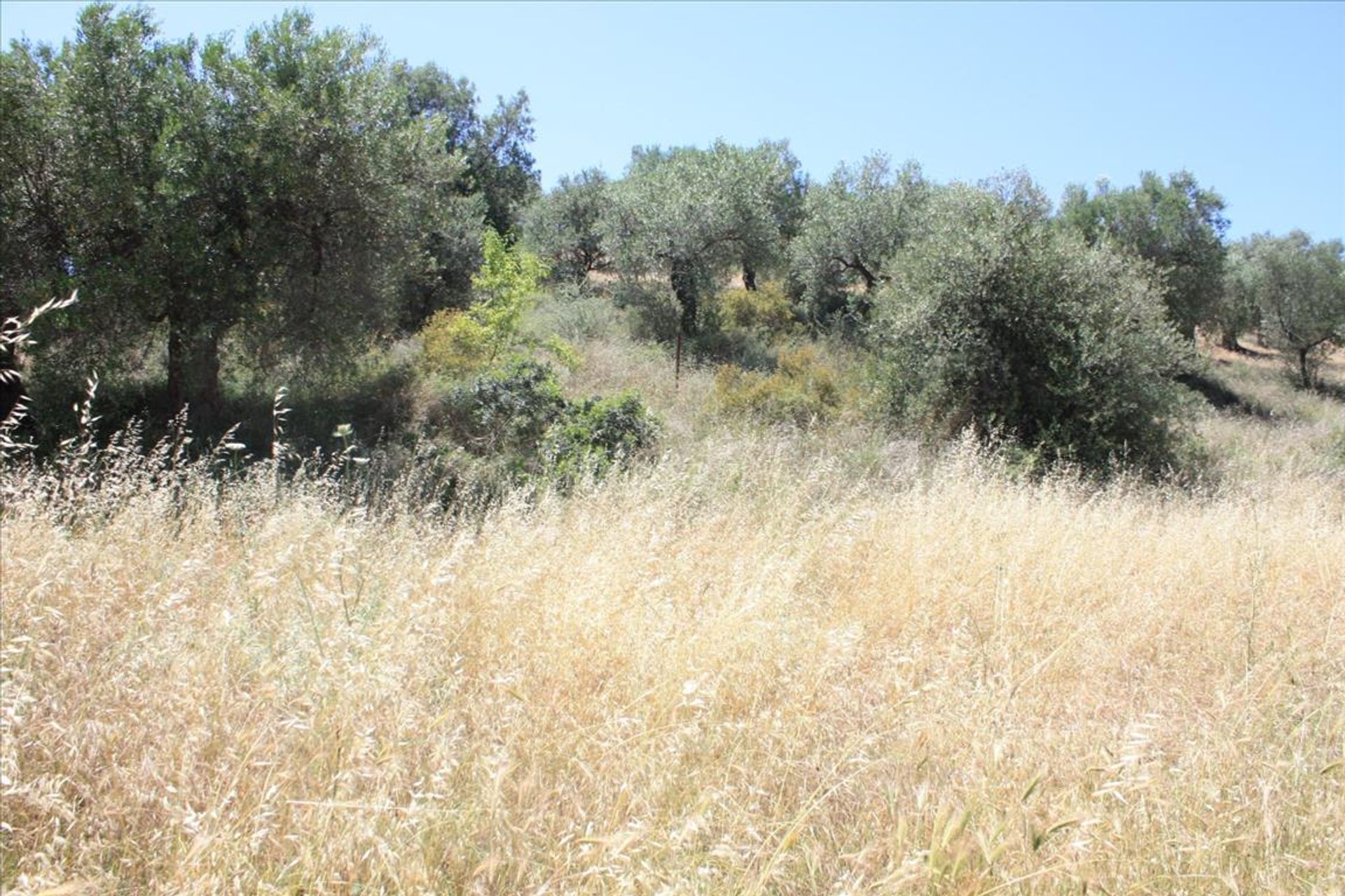 ארץ ב ניאוס מרמראס, קנטריקי מקדוניה 10805637