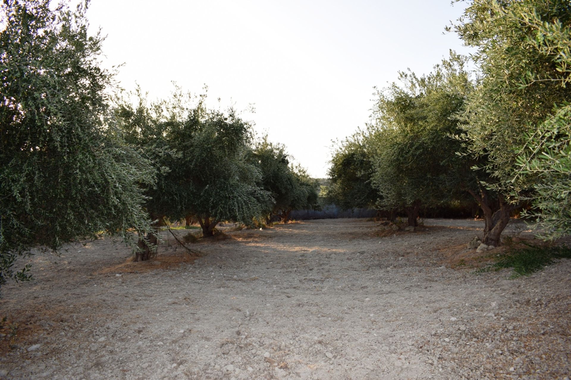 ארץ ב מיסיריה, קריטי 10805661