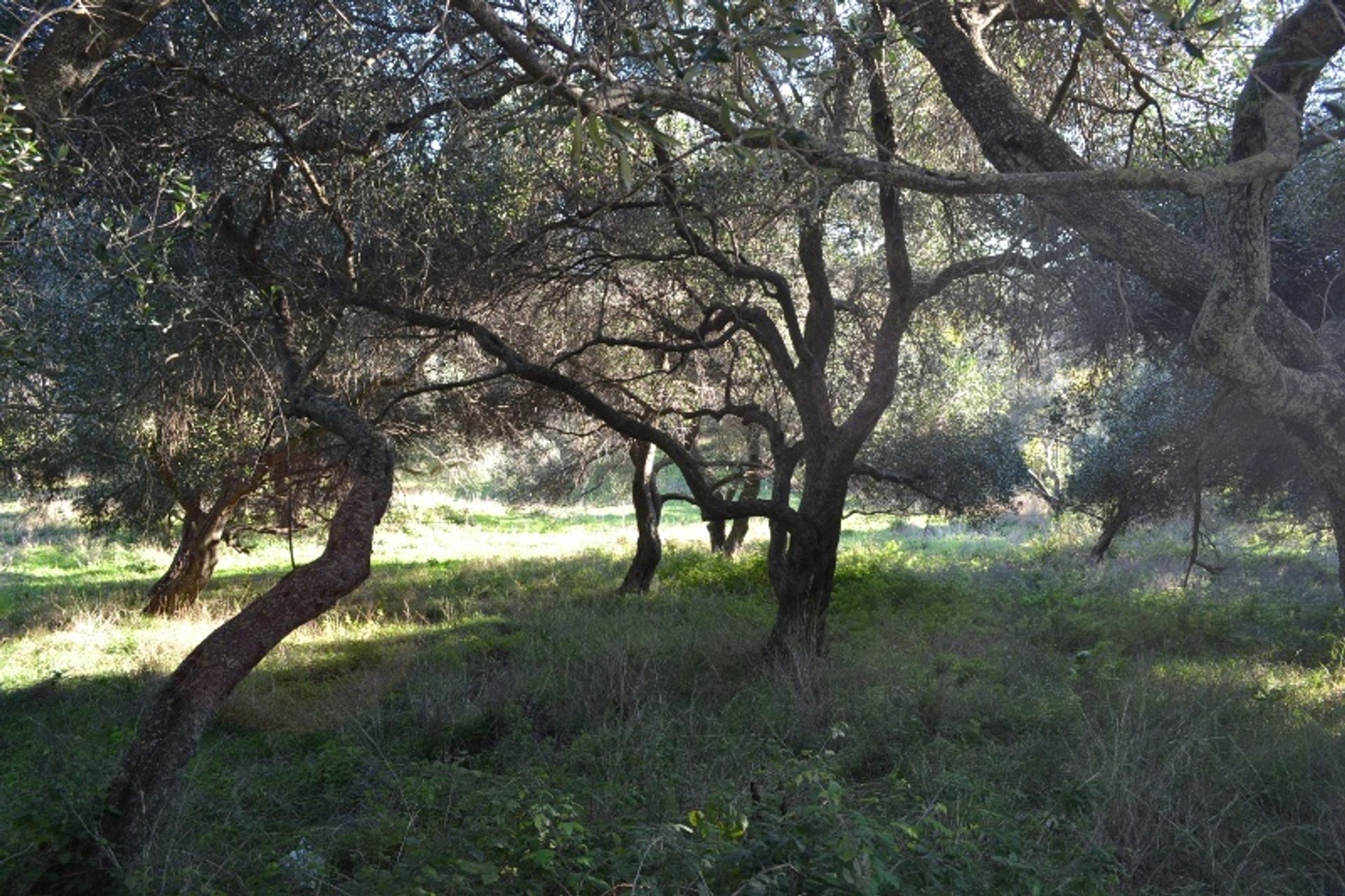 Tanah di Peroulades, Ionia Nisia 10807034