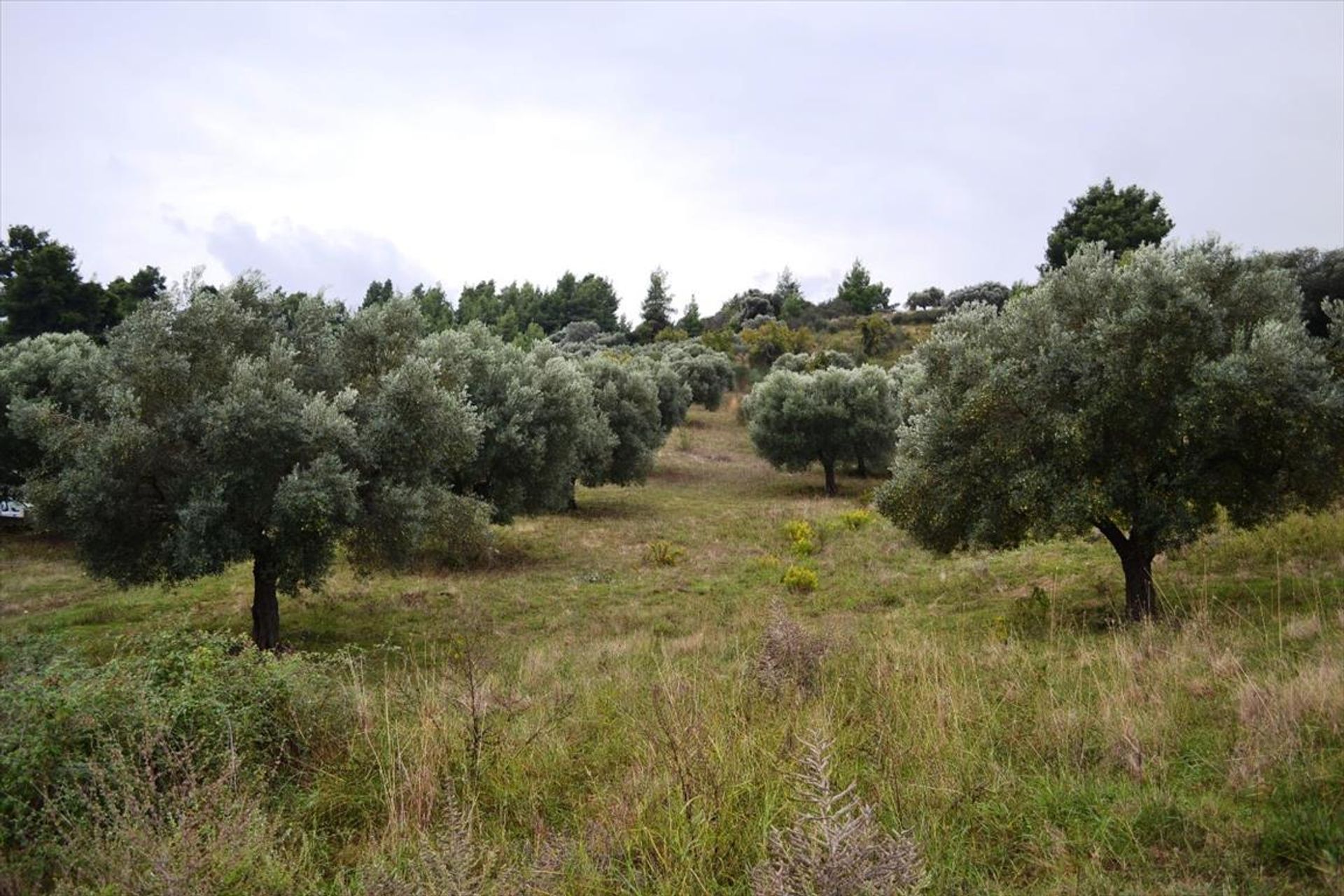 Tierra en Neos Marmaras, Kentriki Macedonia 10807178