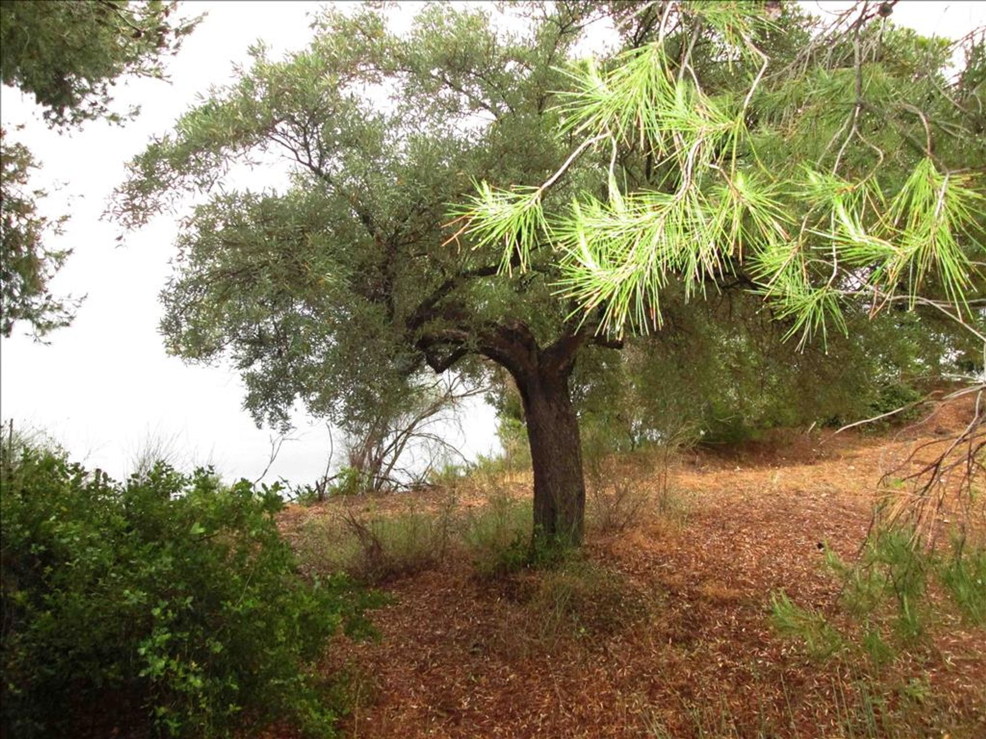 Земельные участки в Neos Marmaras, Kentriki Makedonia 10807782