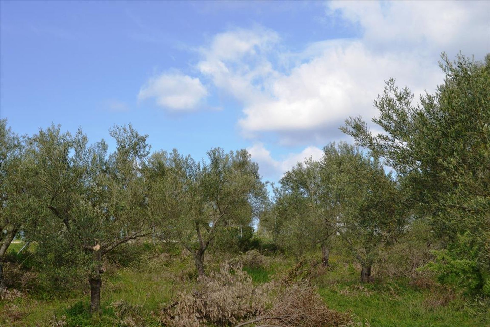 Land im Kassandreia, Kentriki Makedonia 10808072