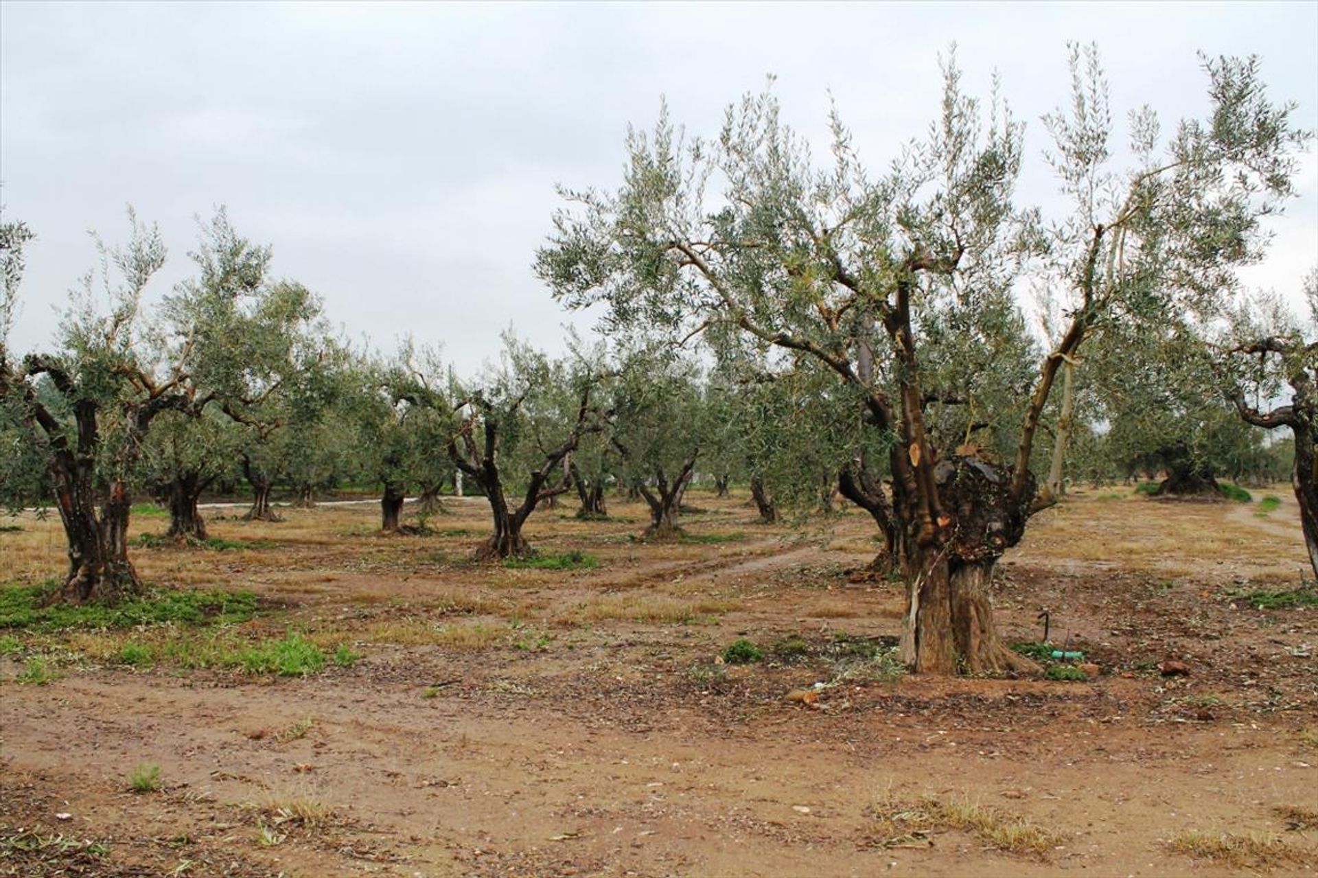 Land in Gerakini, Kentriki Makedonia 10808184