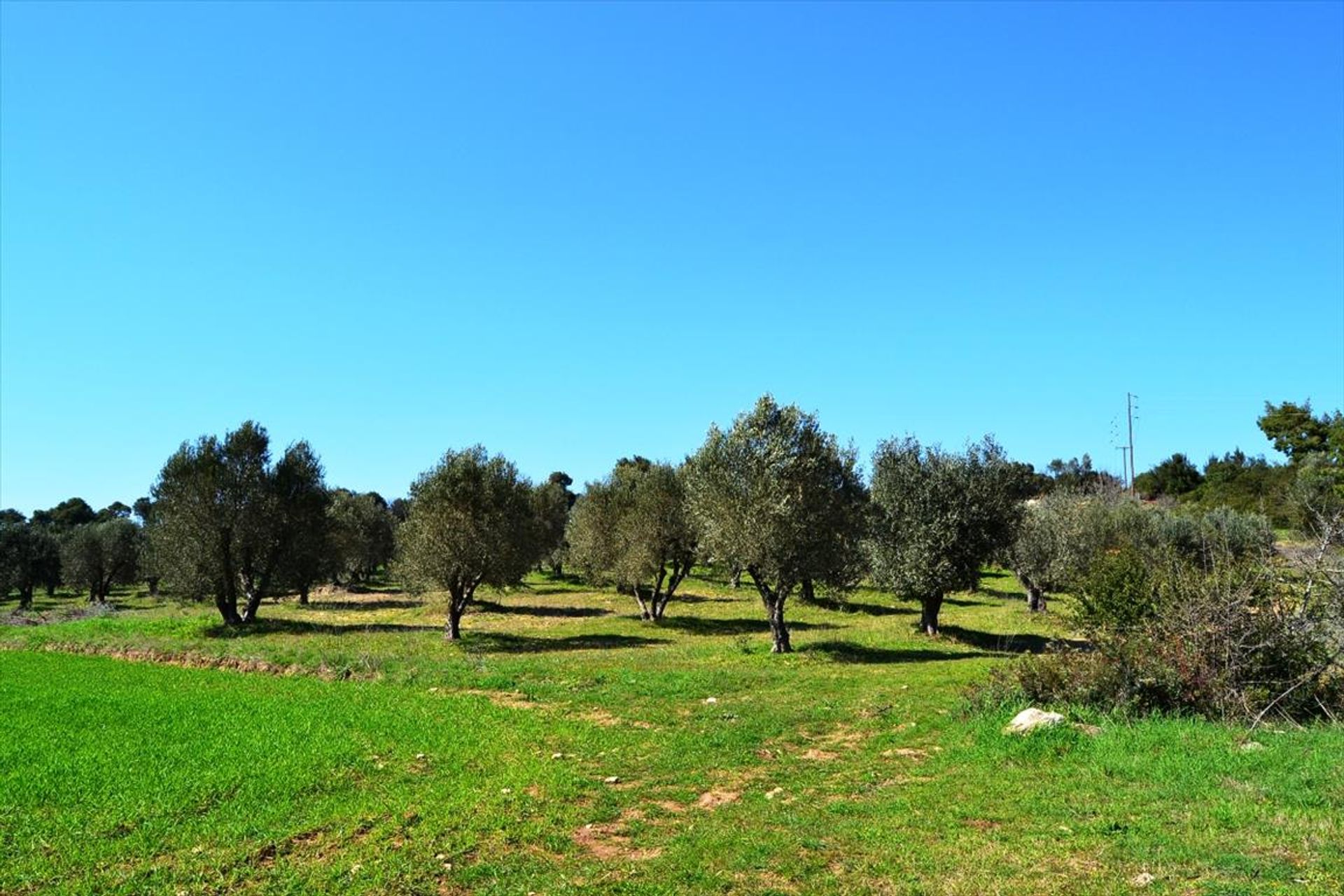 Terre dans Kassandréia, Kentriki Macédoine 10808210