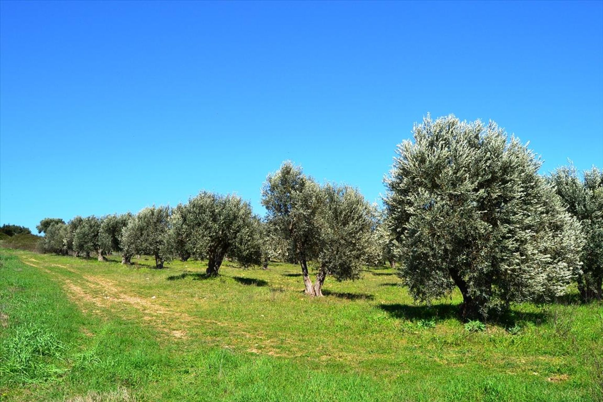 Terre dans Kassandréia, Kentriki Macédoine 10808210