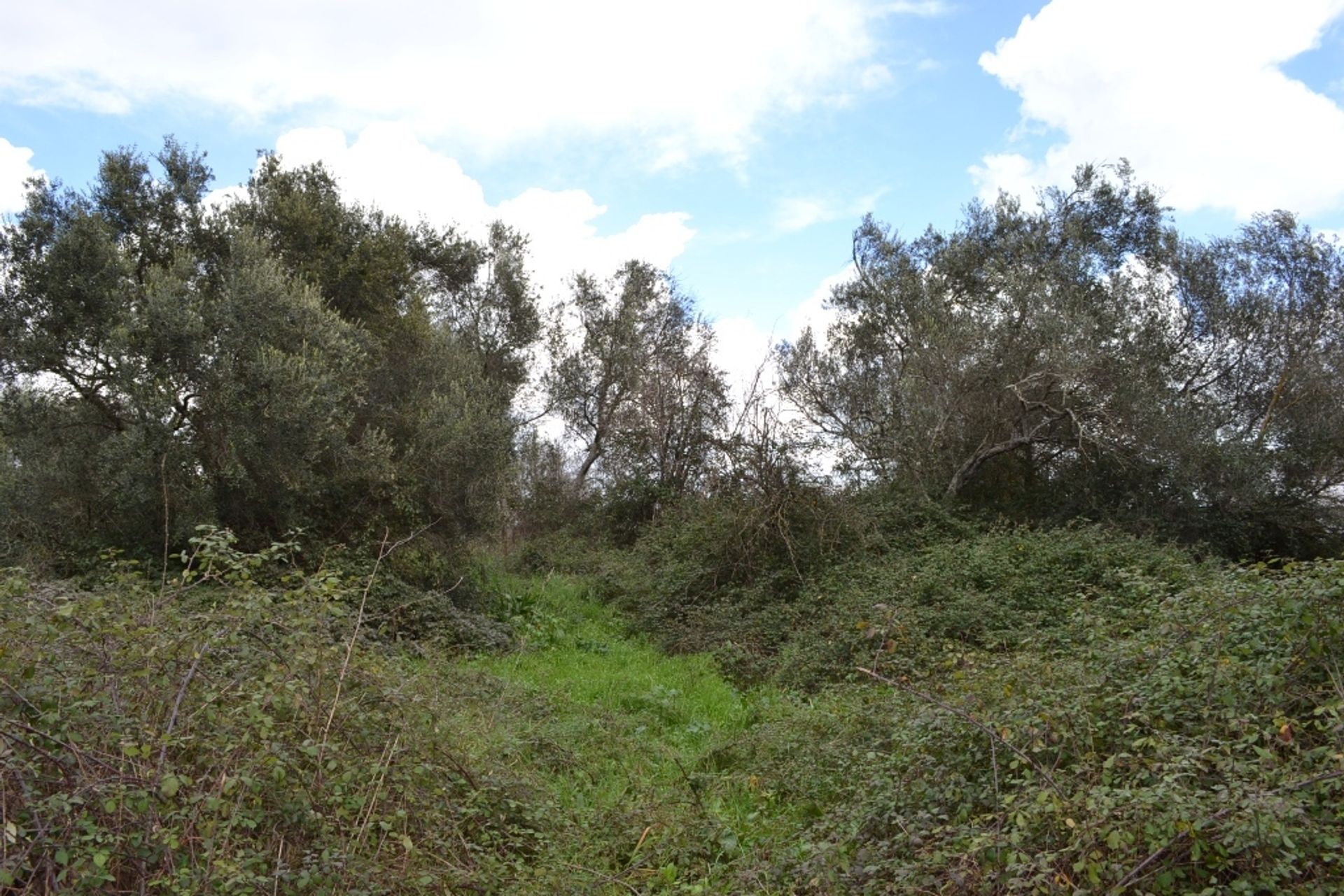 Tierra en Ypsos, Ionia Nisia 10808444