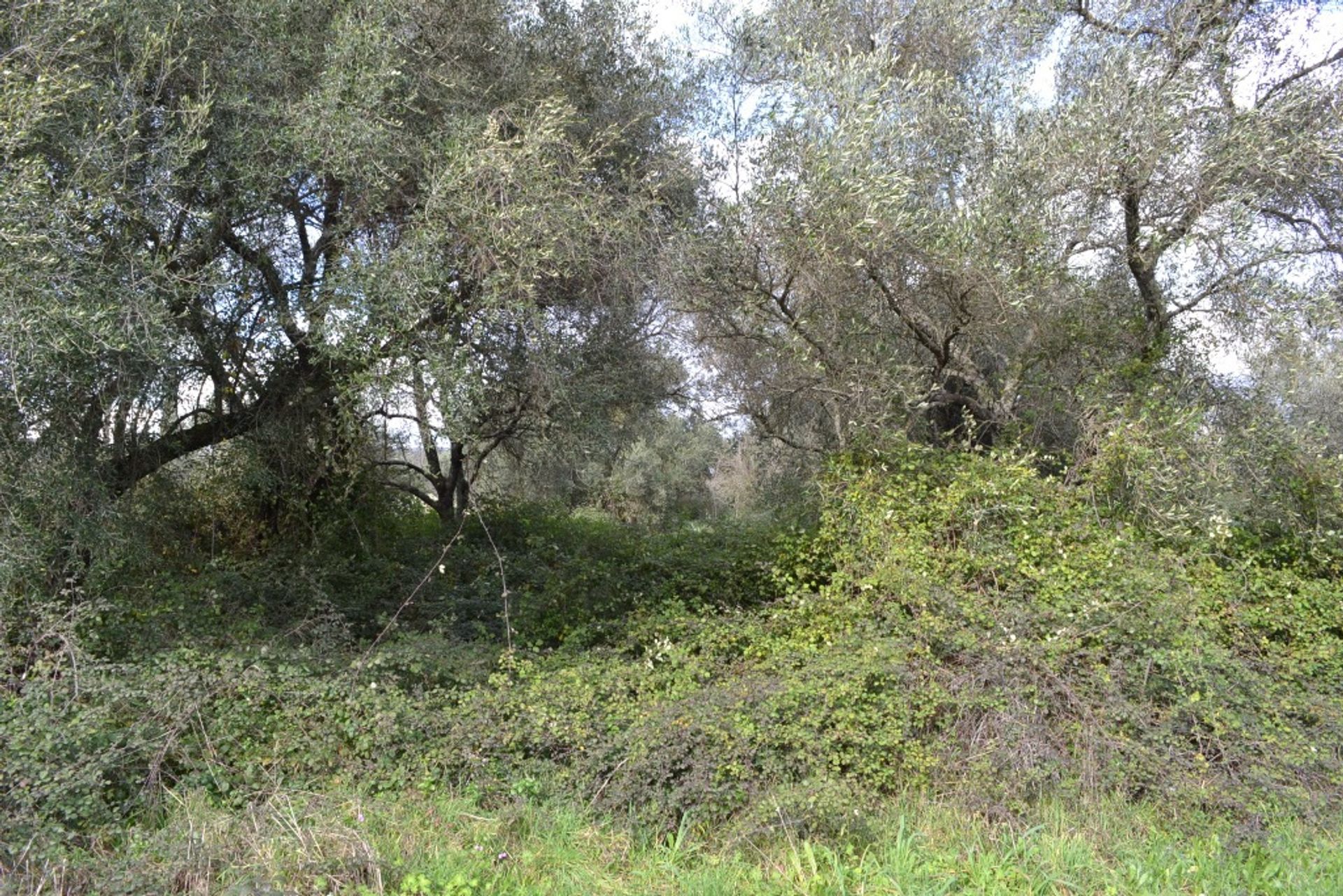 Tierra en Ypsos, Ionia Nisia 10808444