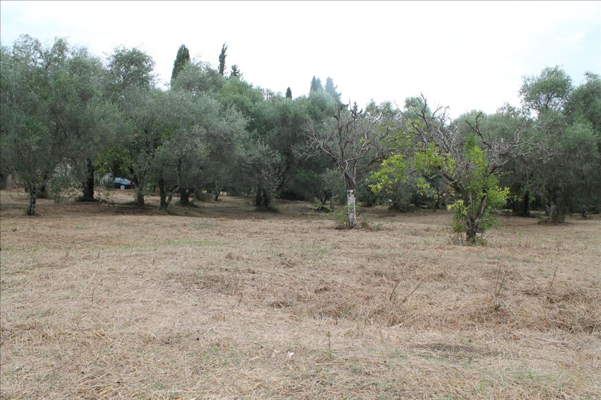 Land in Limni,  10809039