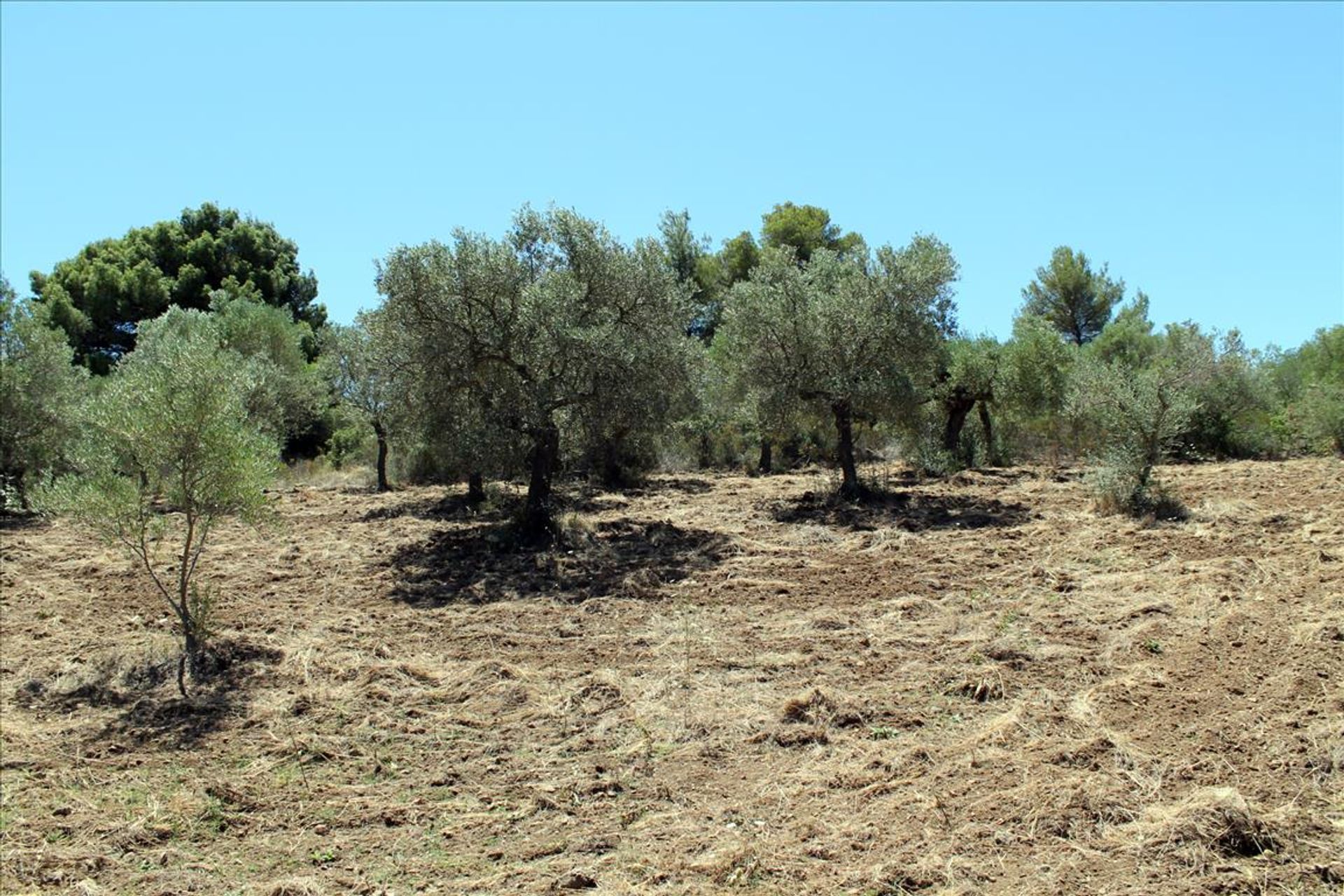 Γη σε Νέος Μαρμαράς, Κεντρική Μακεδονία 10809069