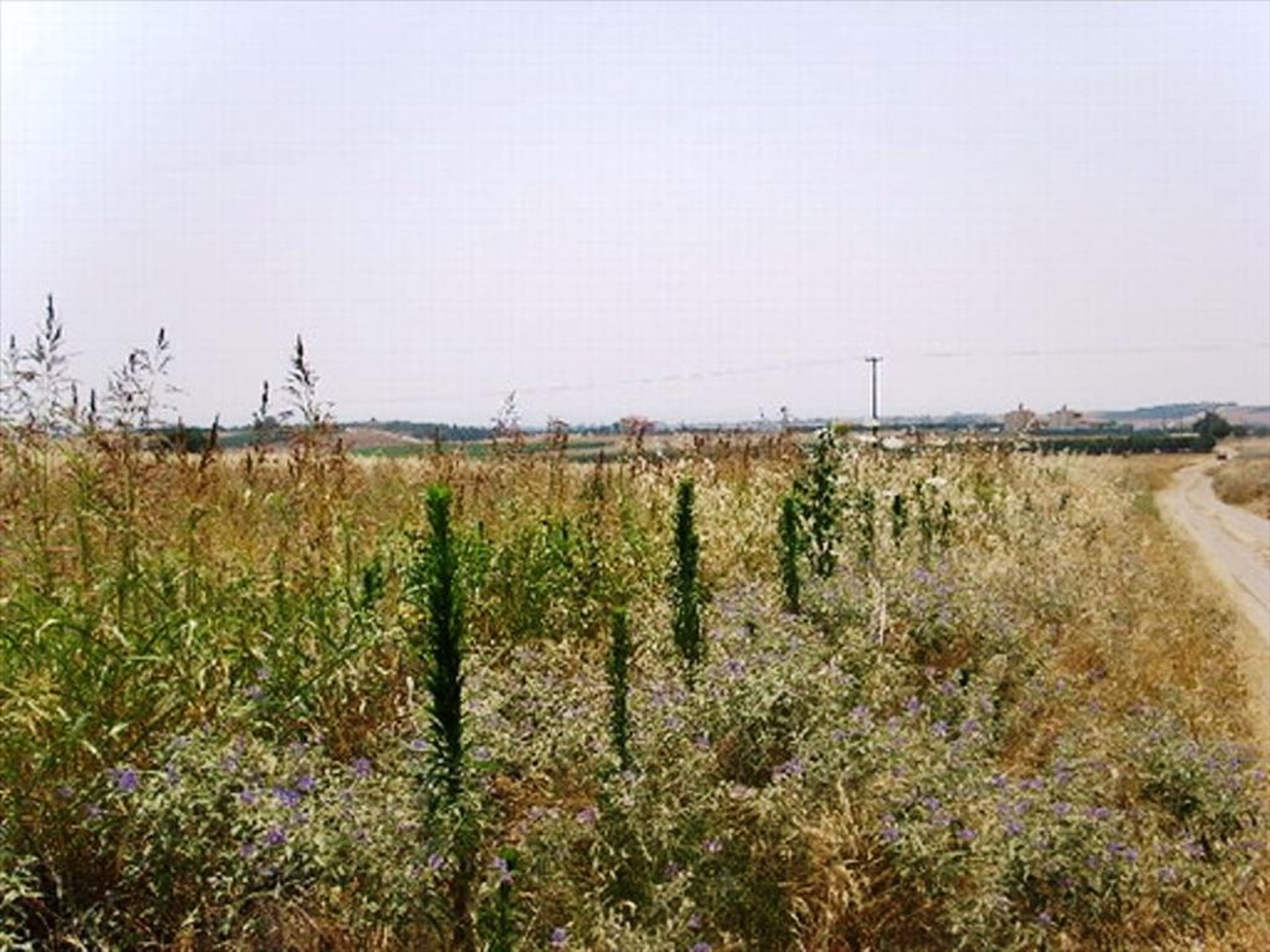 Land im Ano Scholari, Kentriki Makedonia 10809072