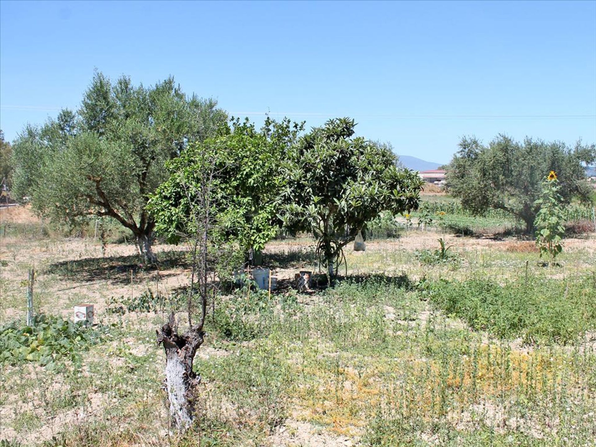 Terre dans Bochali, Ionia Nisia 10809100