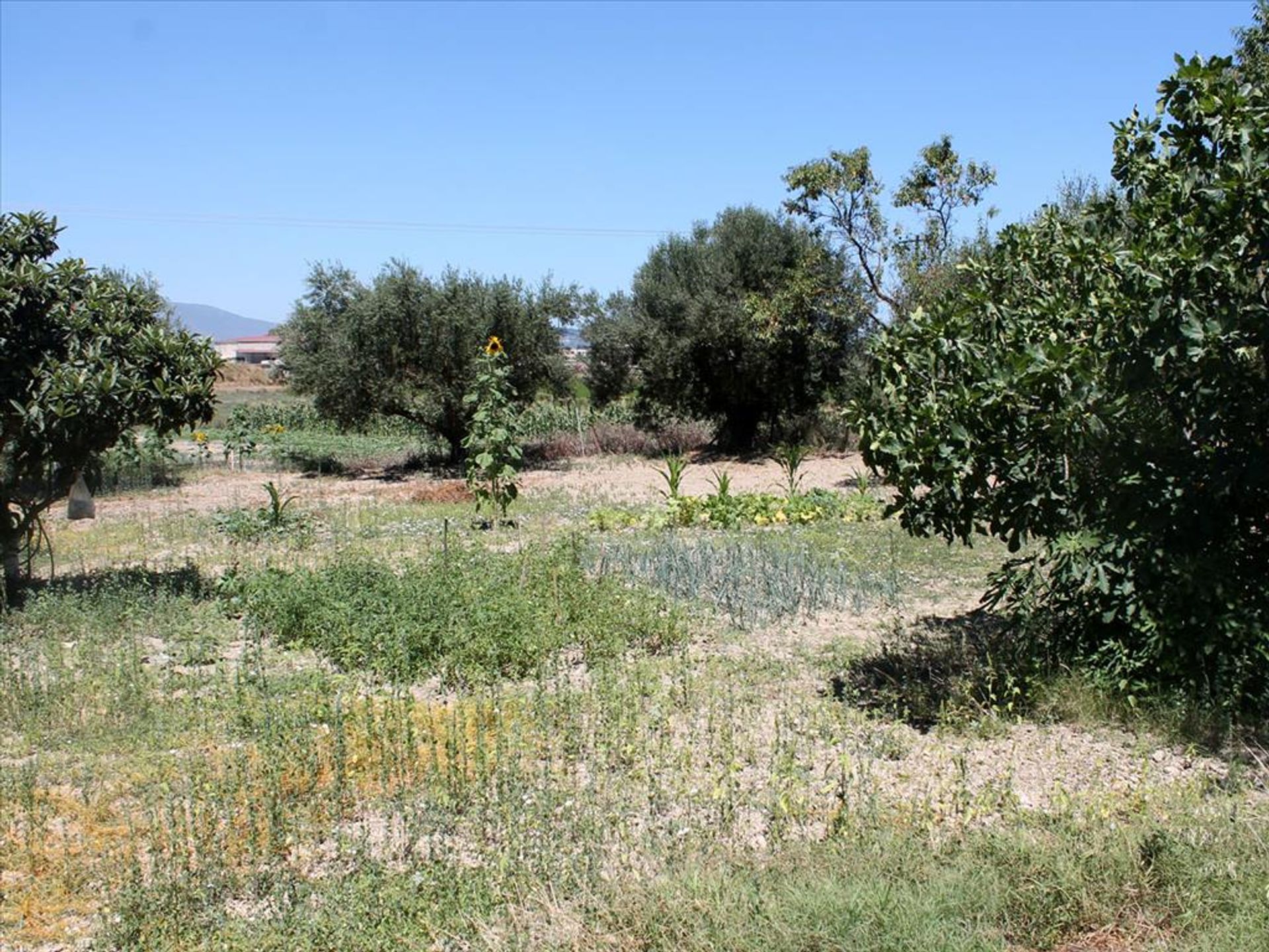 Terre dans Bochali, Ionia Nisia 10809100