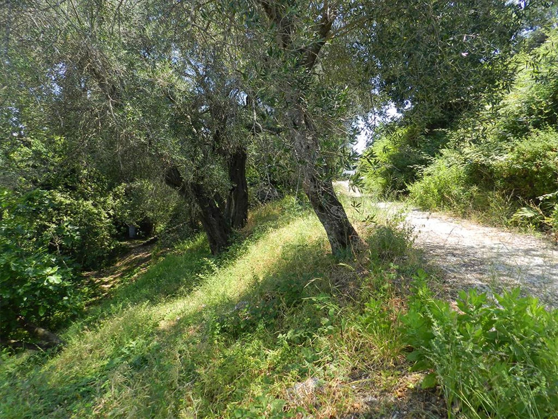 Land in Kerkyra, Ionië Nisia 10809166