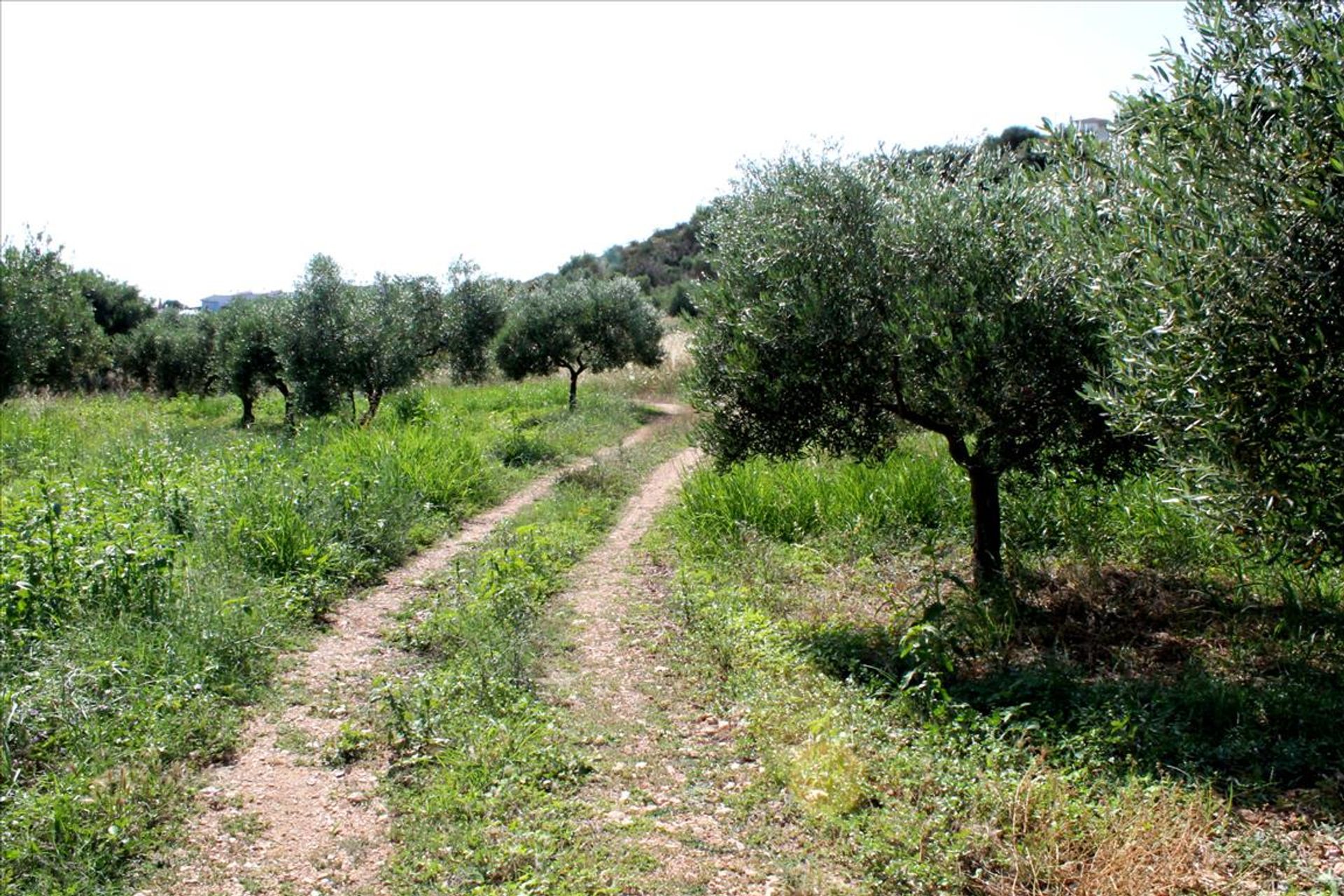 Tanah di Skiathos, Tesalia 10809201