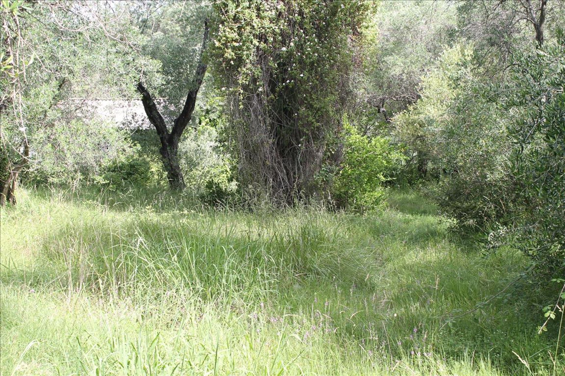 Land in Agnos,  10809283