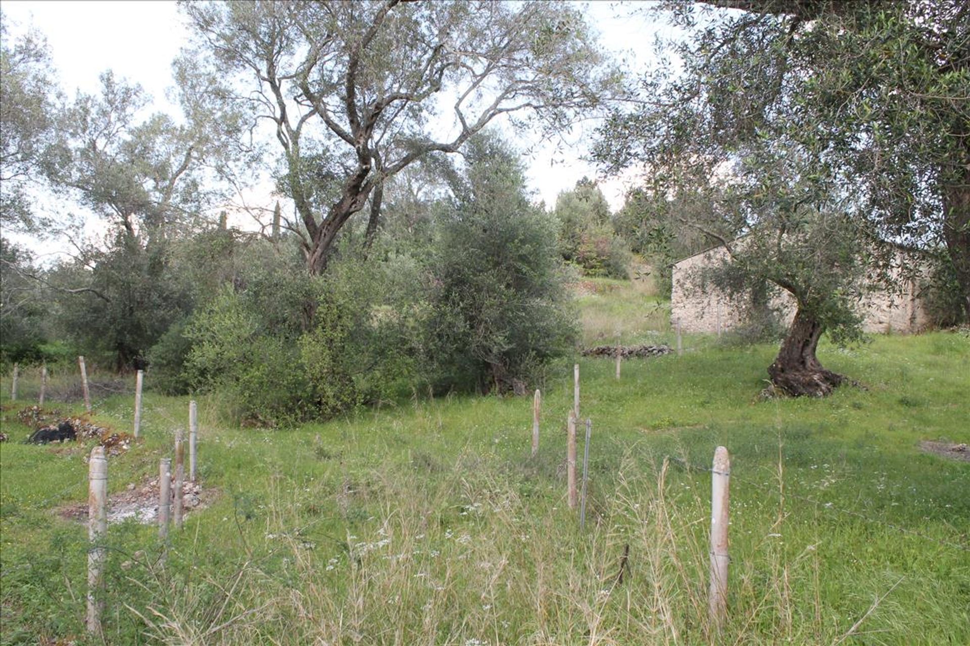 Terra no Ágios Markos, Ionia Nísia 10809592