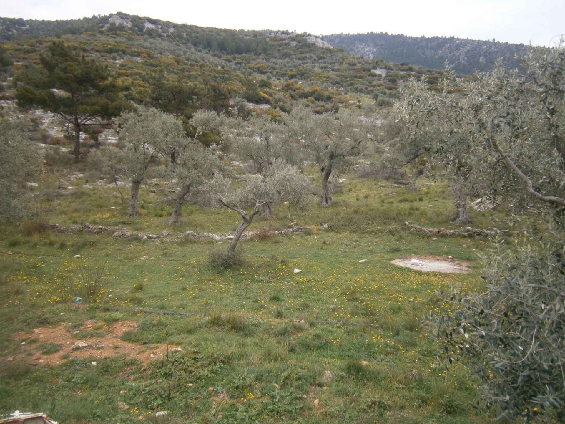 Tanah dalam Thasos, Anatoliki Makedonia kai Thraki 10809713