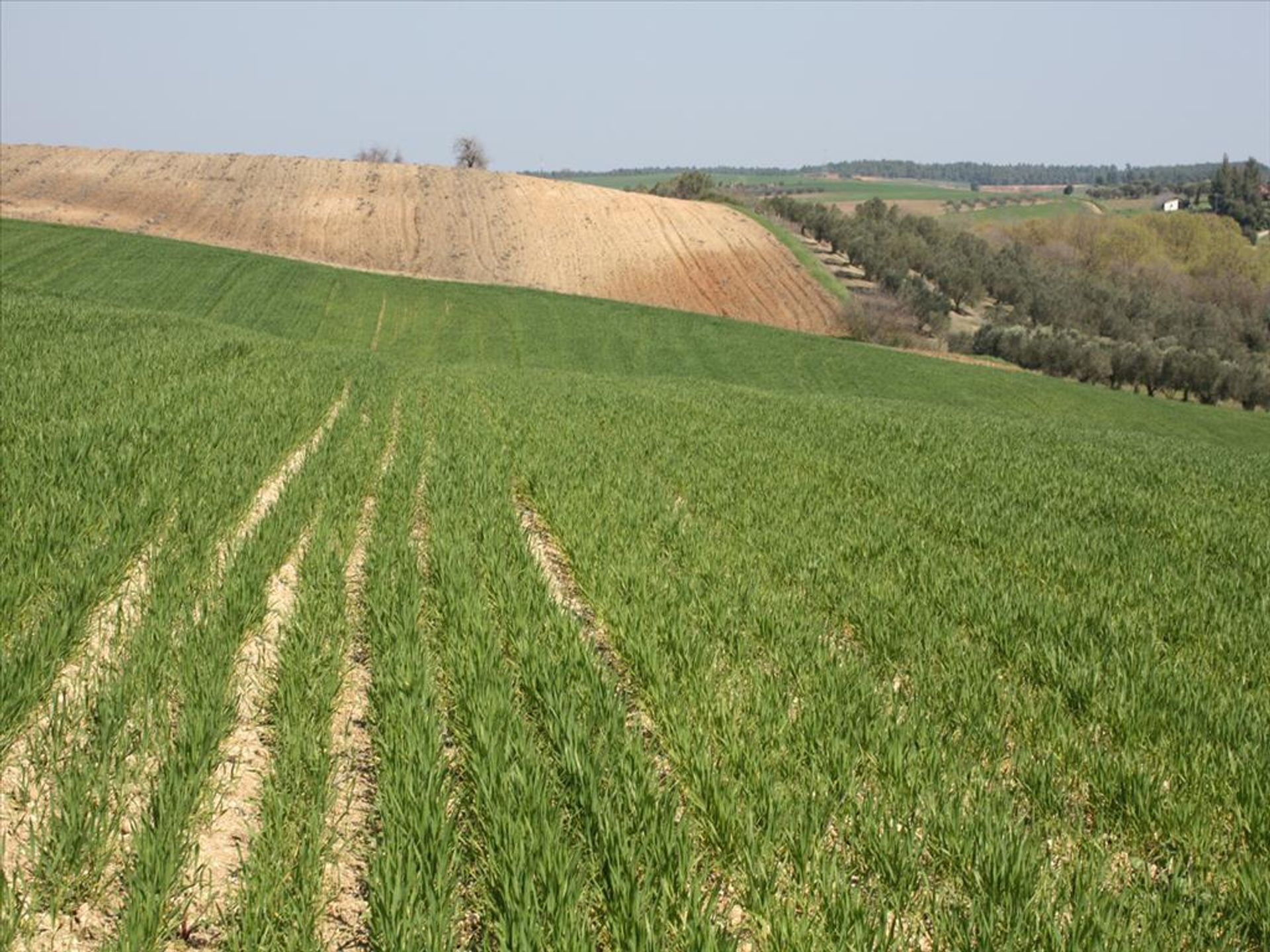 Tanah di Kassandreia, Kentriki Makedonia 10809737