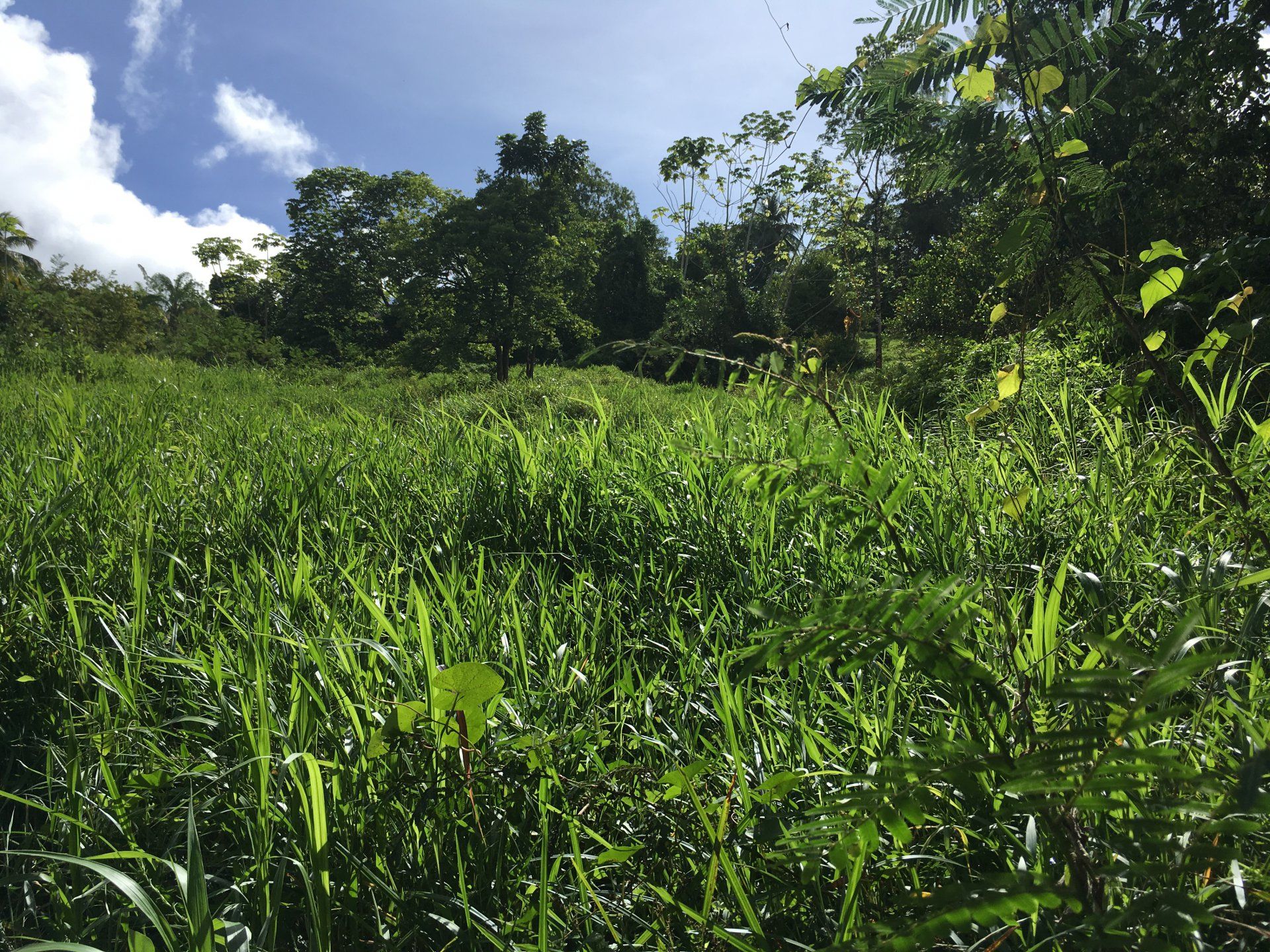 Maa sisään Cap Estate, Gros-Islet 10812078