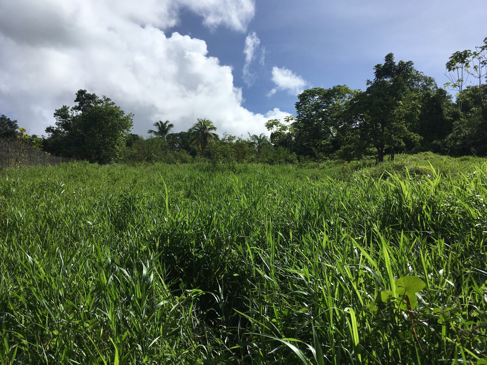 Land in Le Lamentin, Martinique 10812078