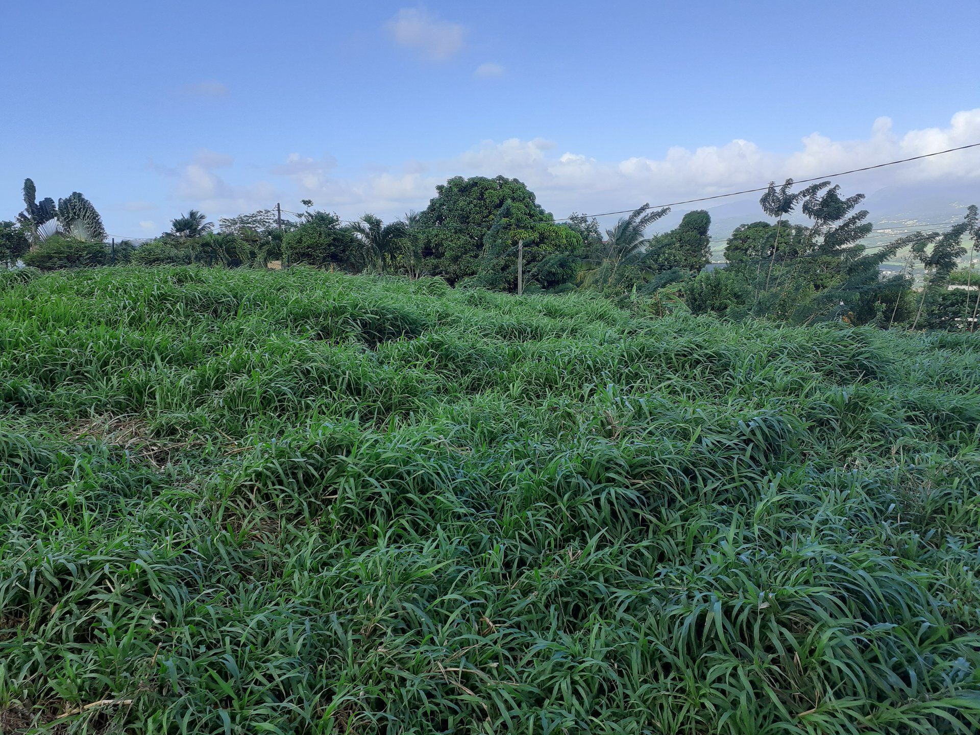 Maa sisään Cap Estate, Gros-Islet 10812095