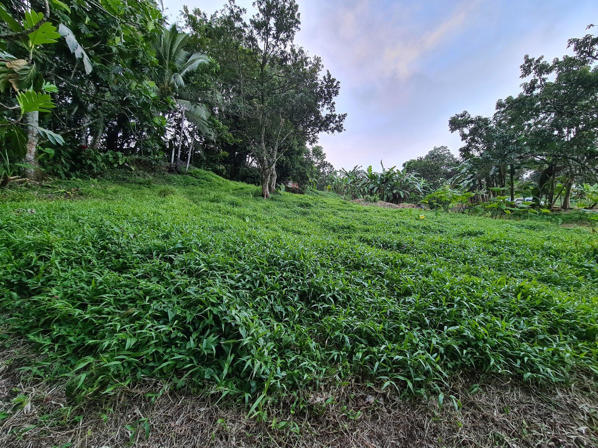 Tanah di Gros-Morne, Martinique 10812198