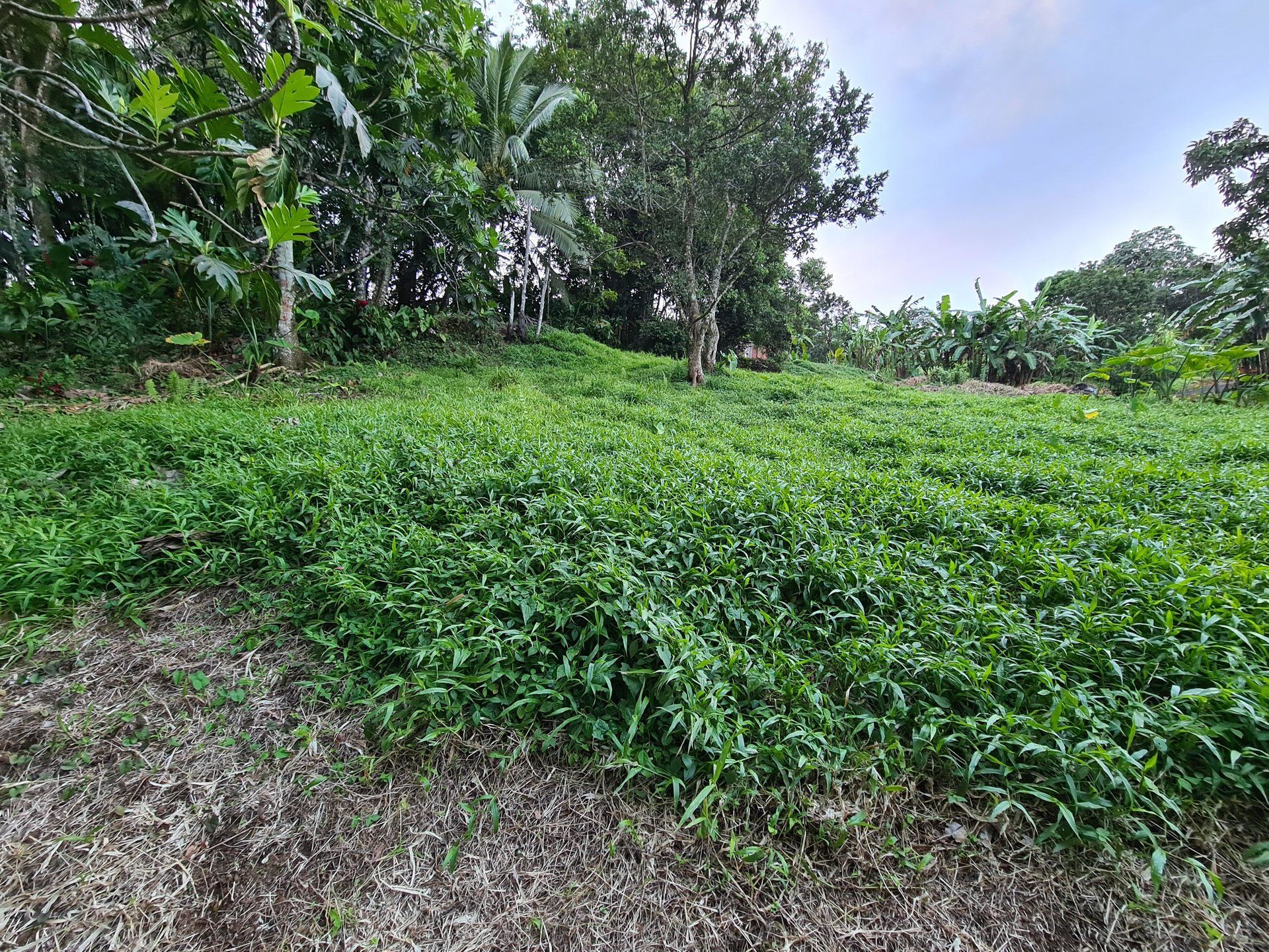 Tanah dalam Gros-Morne, Martinique 10812198