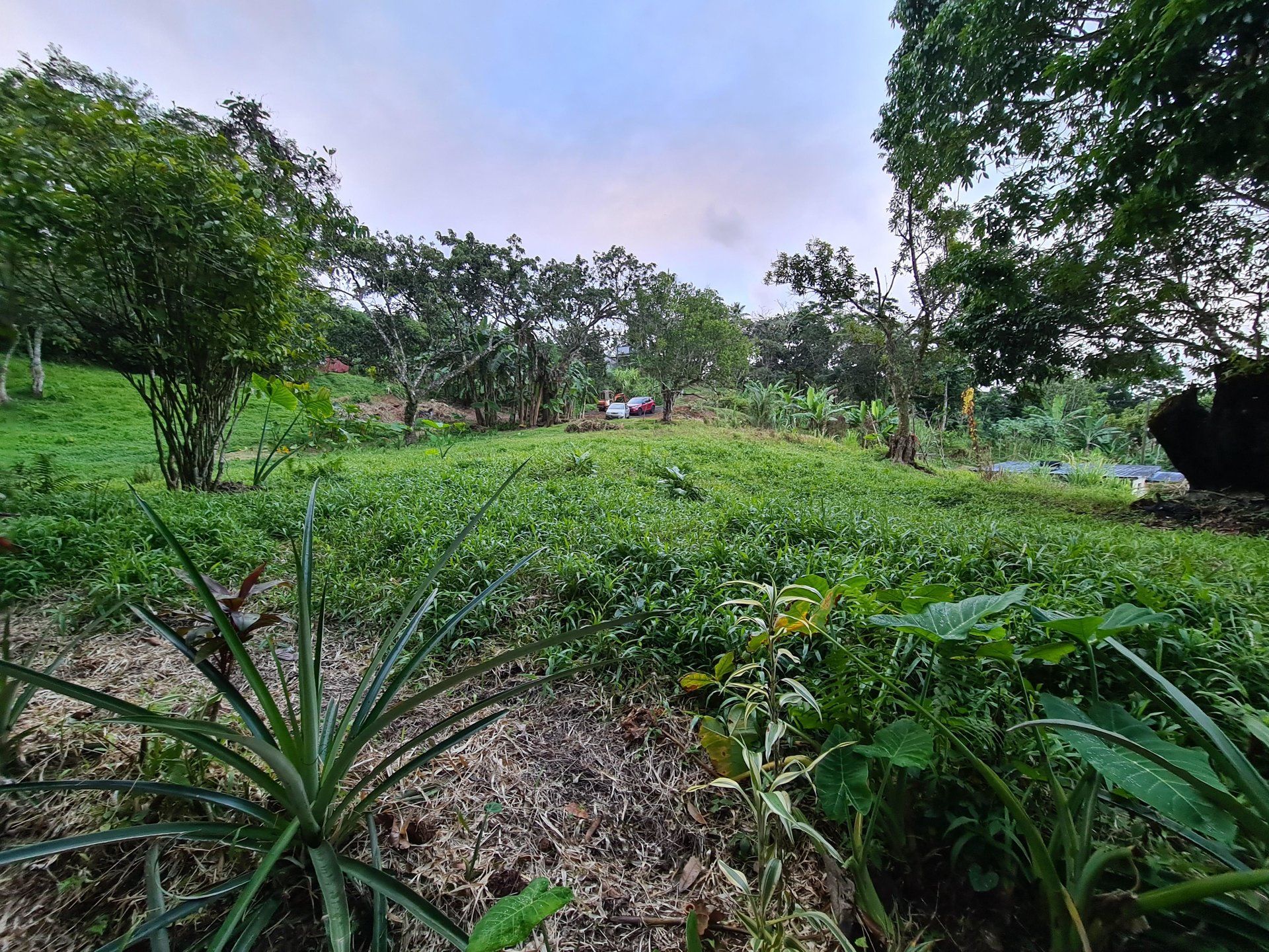 Tanah di Gros-Morne, Martinique 10812198