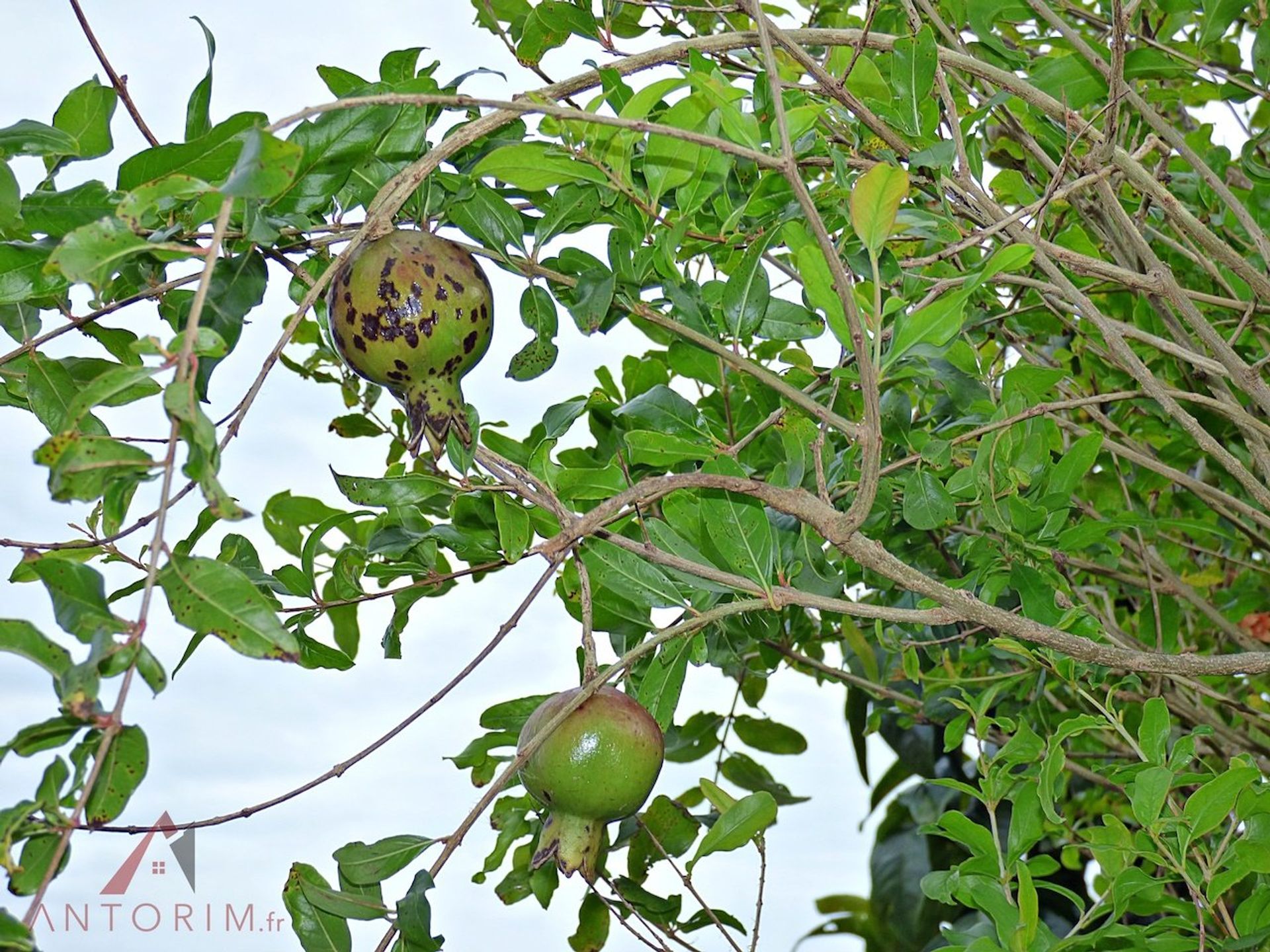 rumah dalam Le Lamentin, Martinique 10813246