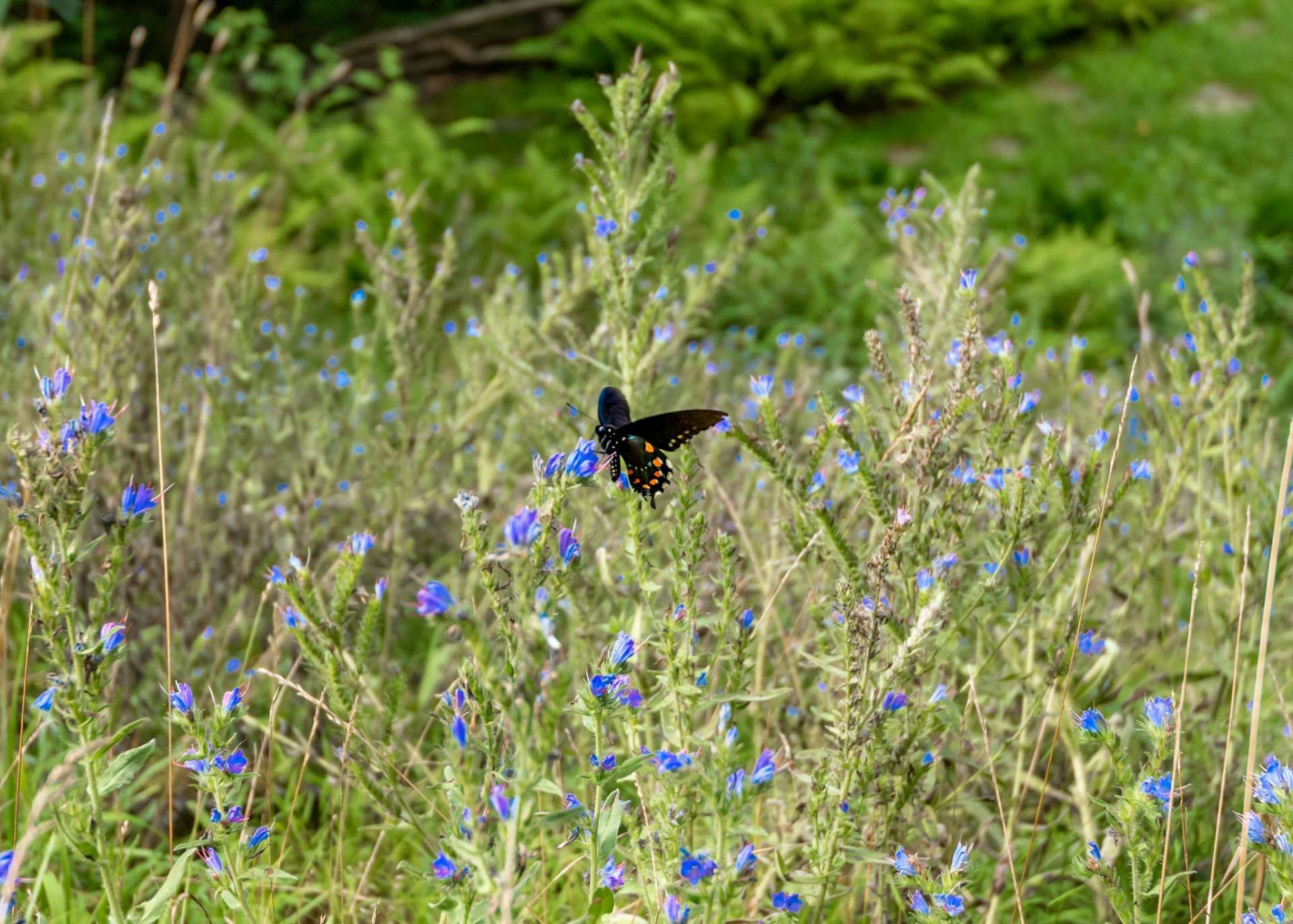 Talo sisään Todd, North Carolina 10820483