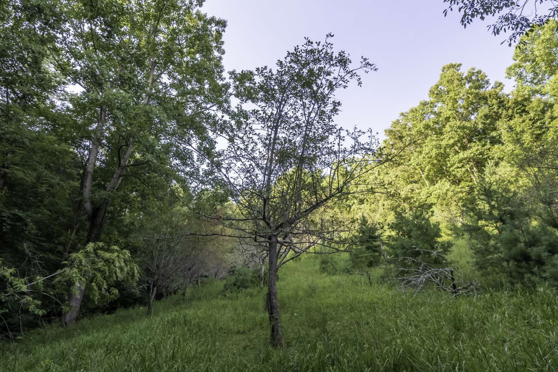 Borettslag i Millers Creek, North Carolina 10820513