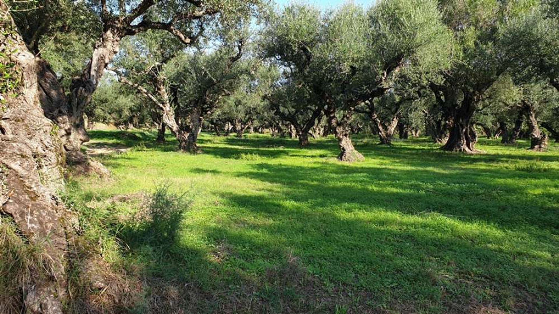 Land i Bochali, Ionia Nisia 10825450