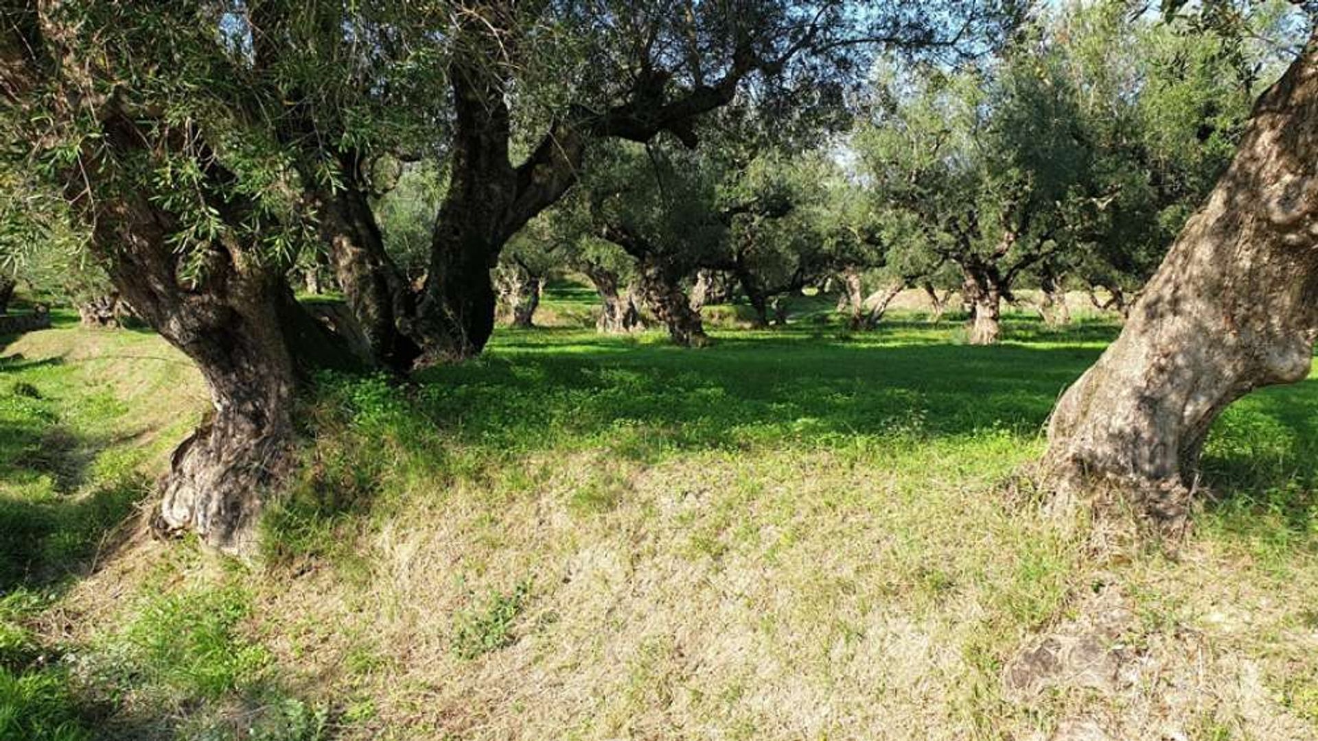 Land i Bochali, Ionia Nisia 10825450