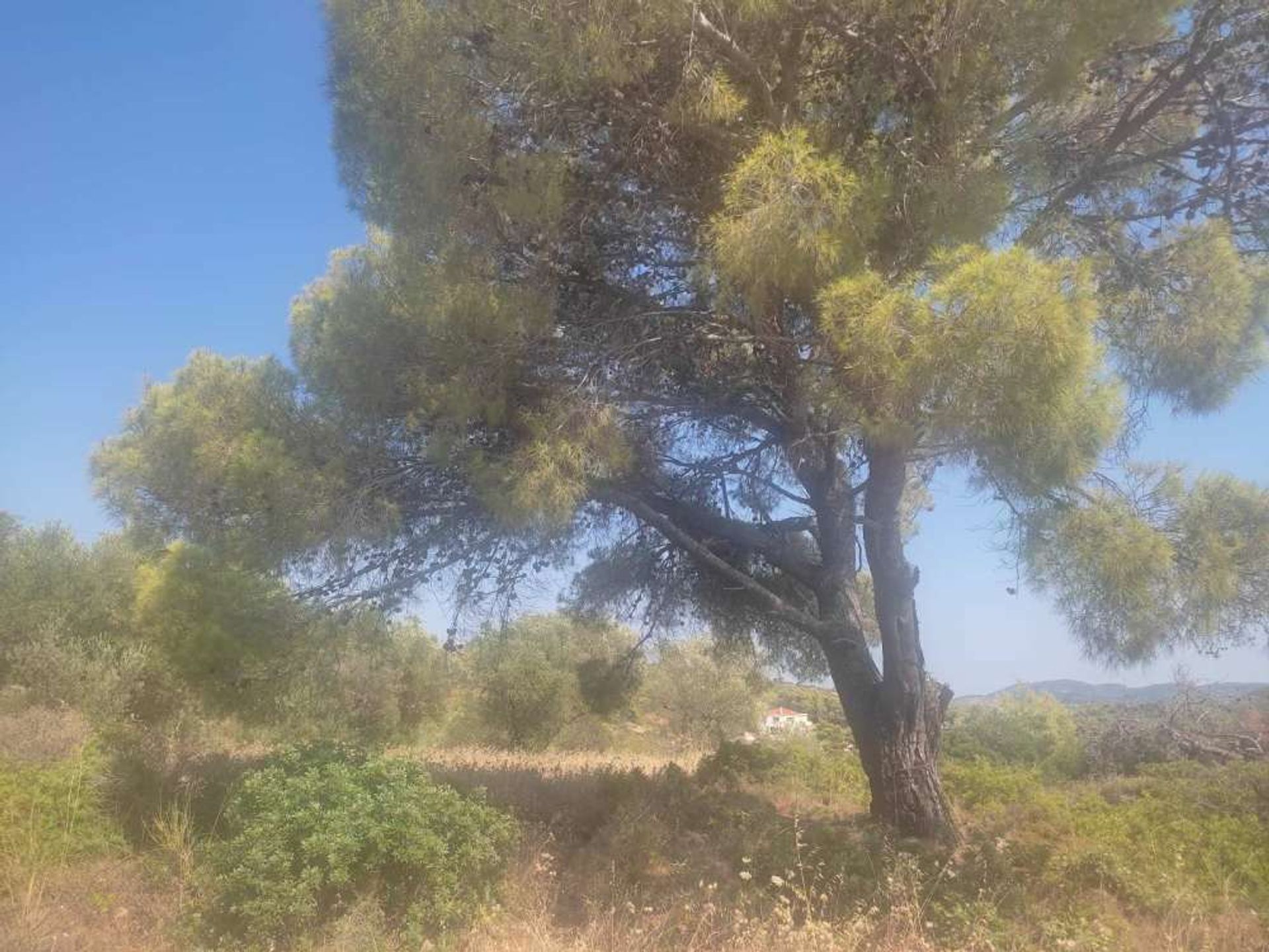 Land in Zakinthos,  10825472