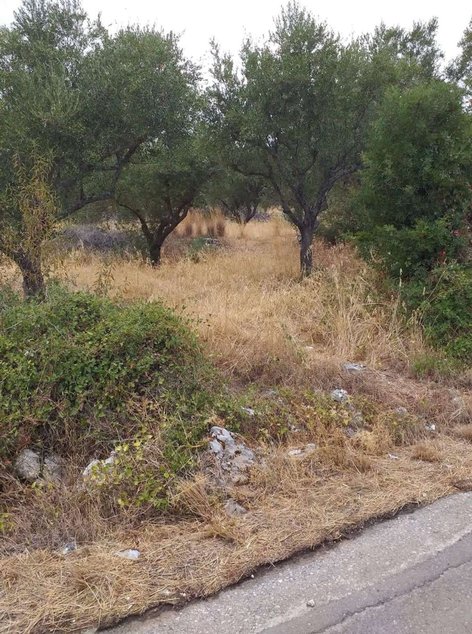 Tierra en bochalí, Jonia Nisia 10825578