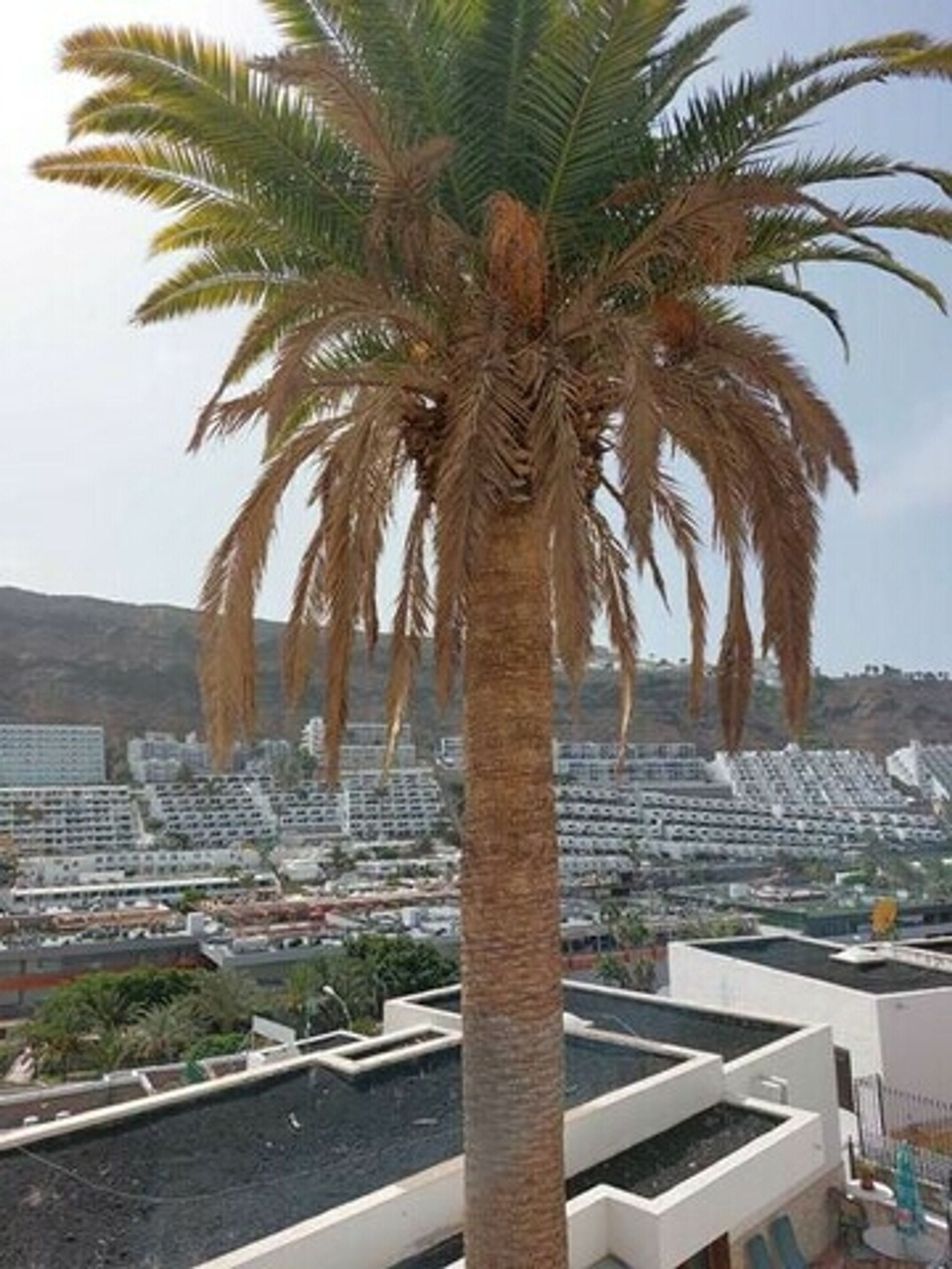 Kondominium w Puerto Rico de Gran Canaria, Canary Islands 10827189